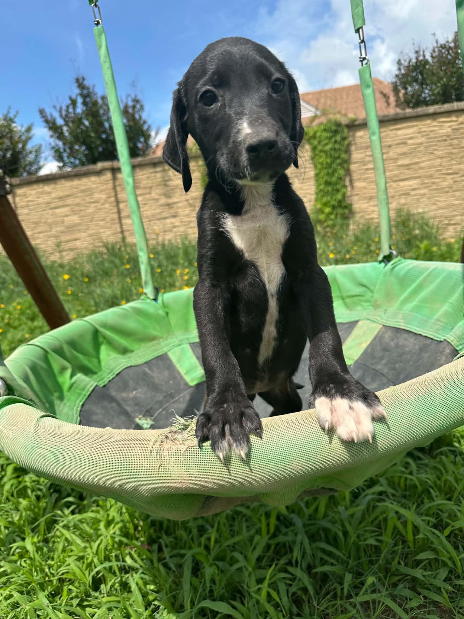 Susie (Erin-fostered in TN), Adoptable, Puppy Female Hound & Black Labrador Retriever.