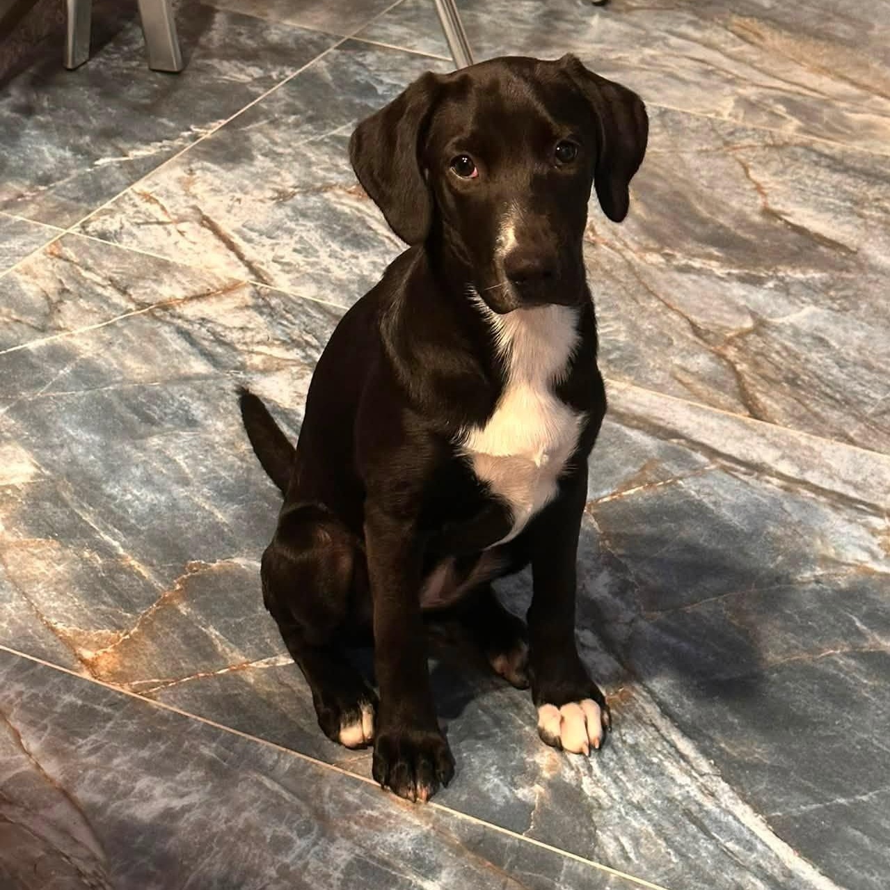 Susie (Bev-fostered in New England), Adoptable, Puppy Female Hound & Black Labrador Retriever.