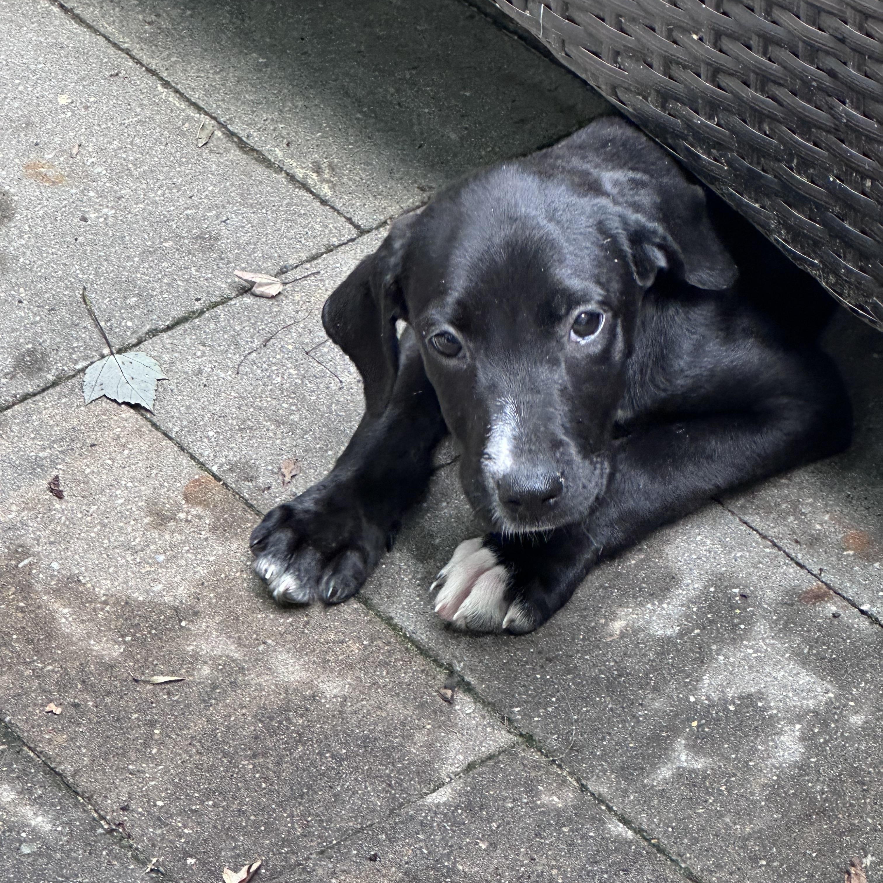 Enlarge Susie (Bev-fostered in New England), a Adoptable mixed breed in Warwick, RI image 3/6
