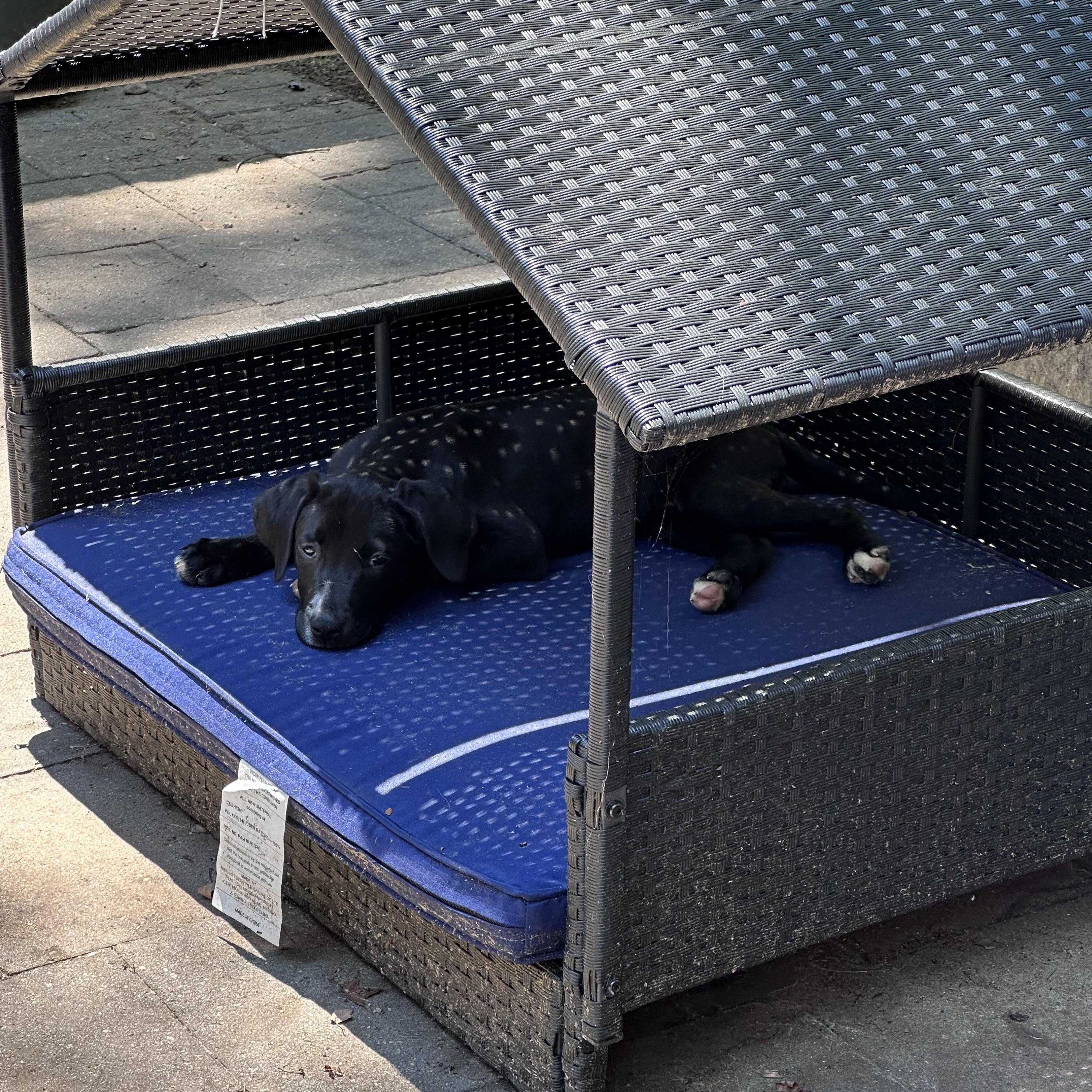 Enlarge Susie (Bev-fostered in New England), a Adoptable mixed breed in Warwick, RI image 6/6