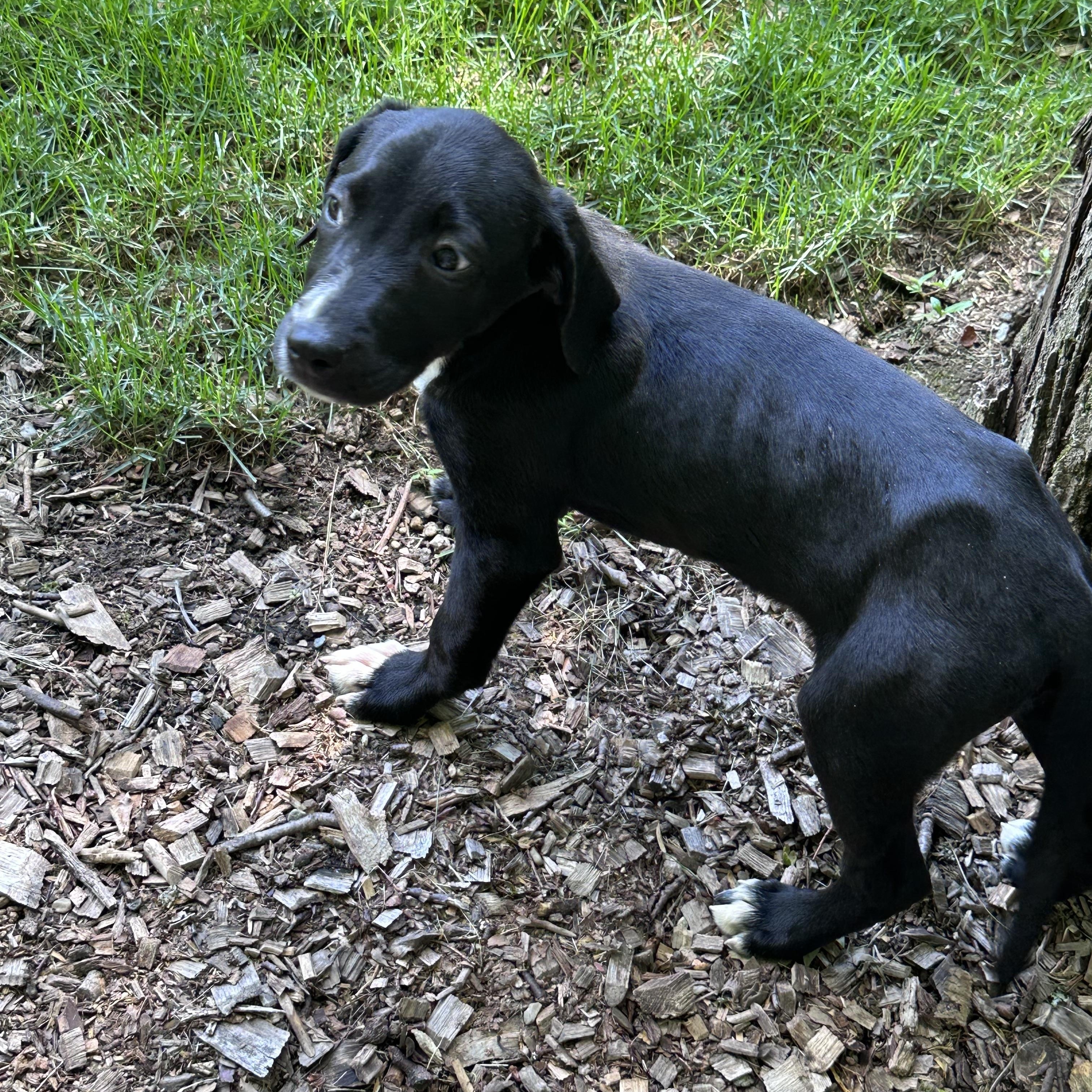 Enlarge Susie (Bev-fostered in New England), a Adoptable mixed breed in Warwick, RI image 1/6