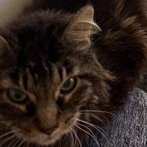 Abuelita, adopted, Adult Female Domestic Medium Hair.