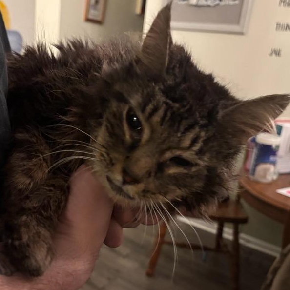 Enlarge Abuelita, an adopted Domestic Medium Hair in Holly, MI image 5/5