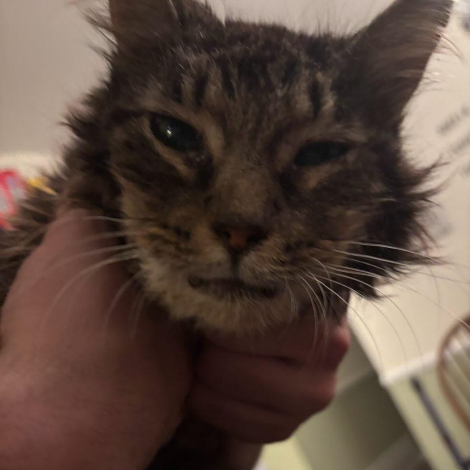 Enlarge Abuelita, an adopted Domestic Medium Hair in Holly, MI image 4/5