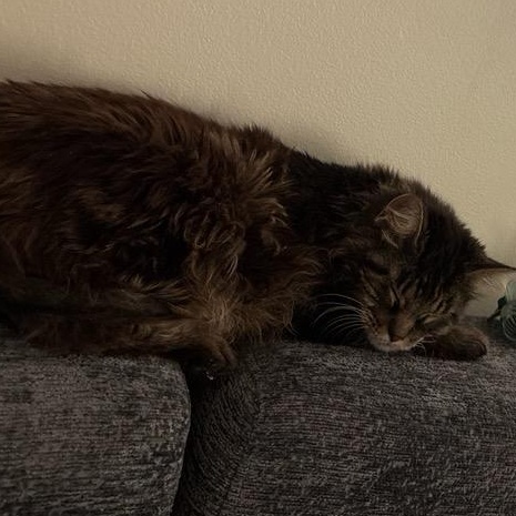 Enlarge Abuelita, an adopted Domestic Medium Hair in Holly, MI image 2/5