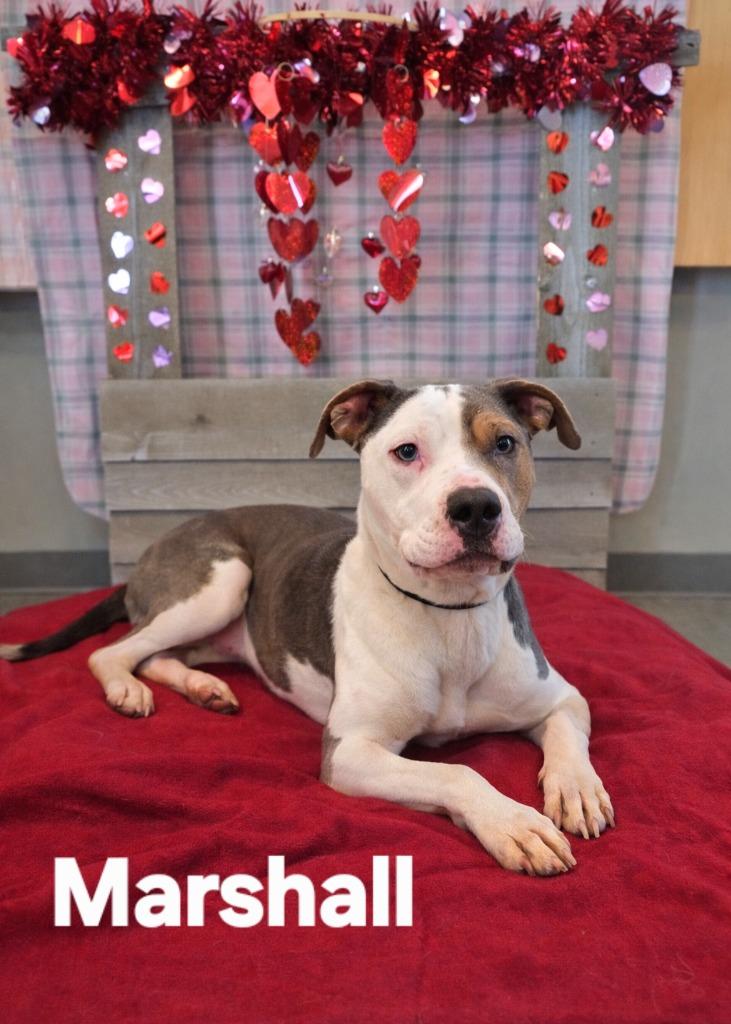 Enlarge Marshall Yrly 509/40, a Adoptable Pit Bull Terrier in Sidney, OH image 1/4