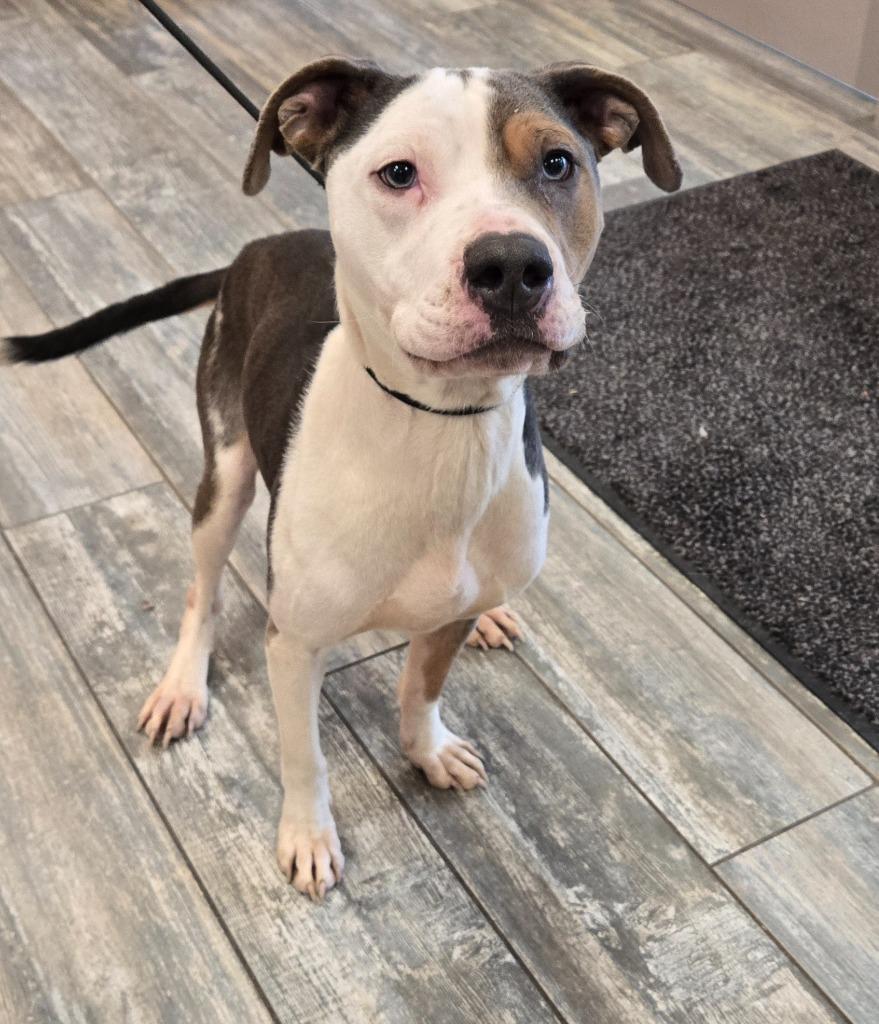 Enlarge Marshall Yrly 509/40, a Adoptable Pit Bull Terrier in Sidney, OH image 2/4