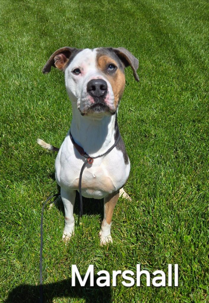 Marshall Yrly 509/40, a Adoptable Pit Bull Terrier in Sidney, OH image 3/6