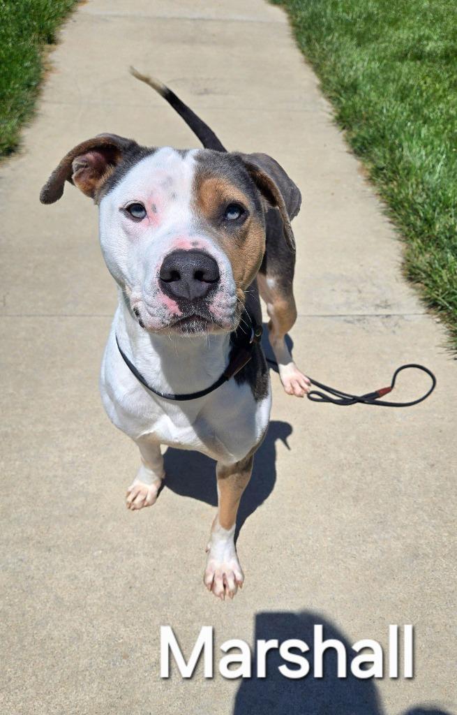 Marshall Yrly 509/40, a Adoptable Pit Bull Terrier in Sidney, OH image 4/6