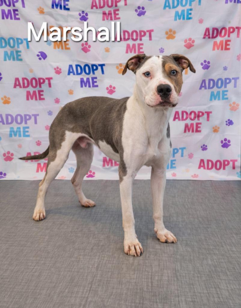 Enlarge Marshall Yrly 509/40, a Adoptable Pit Bull Terrier in Sidney, OH image 3/4