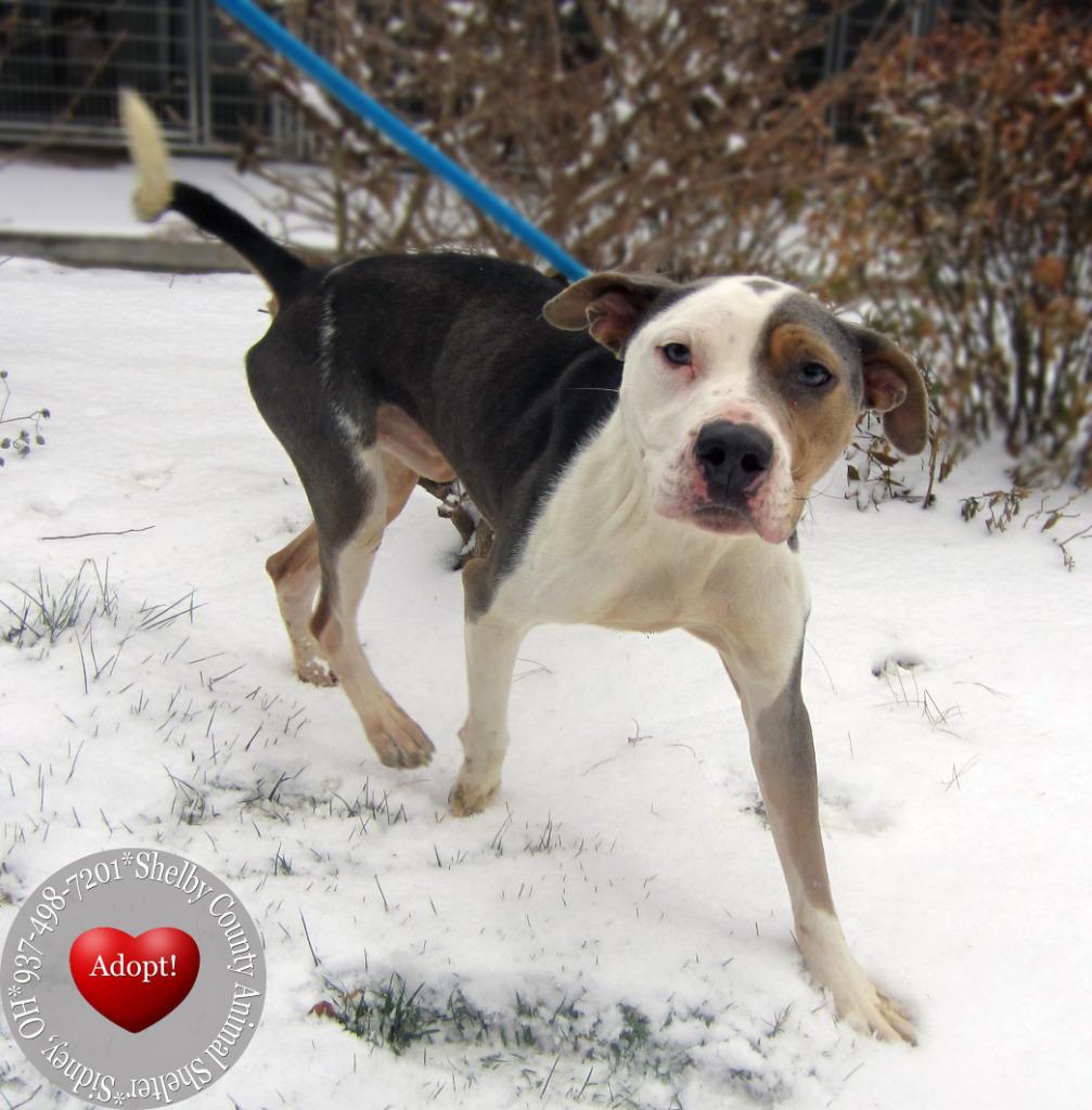 Enlarge Marshall Yrly 509/40, a Adoptable Pit Bull Terrier in Sidney, OH image 4/4