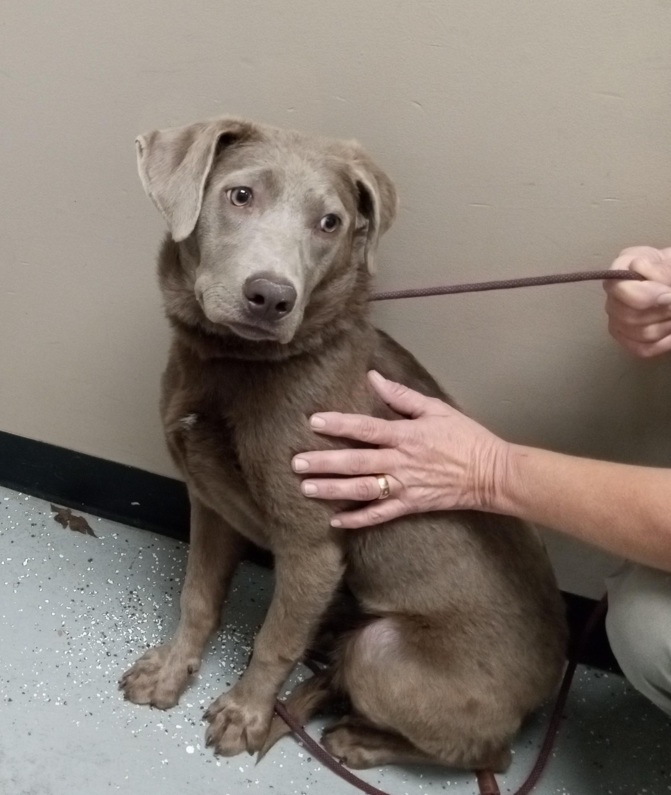 Bailey, adopted, Young Female Labrador Retriever.