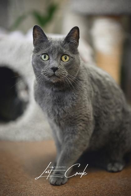Enlarge Grey Kitty- Bonded w/ Kuma, a Adoptable mixed breed in Kalispell, MT image 1/3