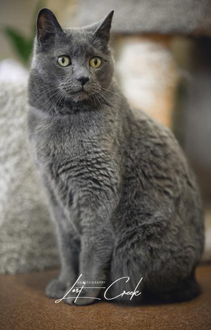 Enlarge Grey Kitty- Bonded w/ Kuma, a Adoptable mixed breed in Kalispell, MT image 2/3