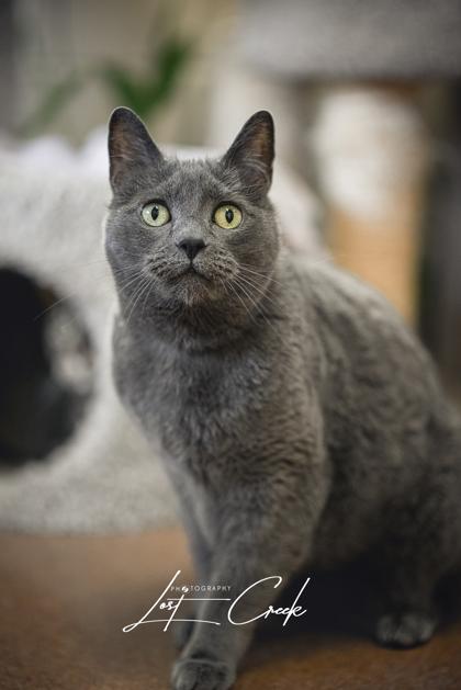 Enlarge Grey Kitty- Bonded w/ Kuma, a Adoptable mixed breed in Kalispell, MT image 3/3