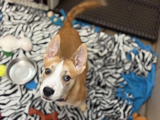 MOON, Adoptable, Puppy Female Siberian Husky & Pit Bull Terrier.
