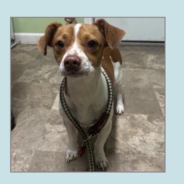 Nolan, ADOPTABLE, Young Male Jack Russell Terrier & Rat Terrier.