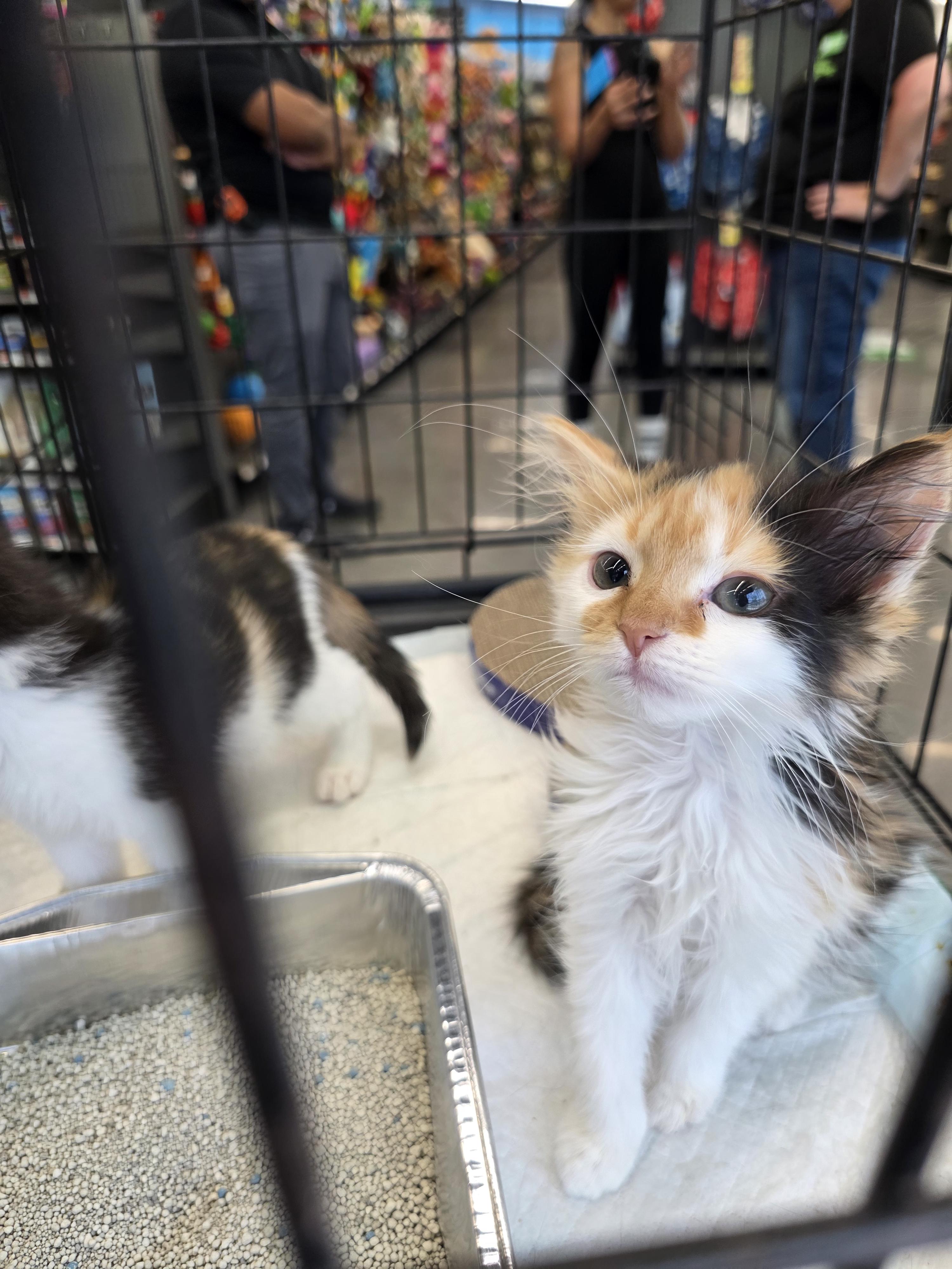Lizzy, an adopted Domestic Medium Hair in Maitland, FL image 3/3