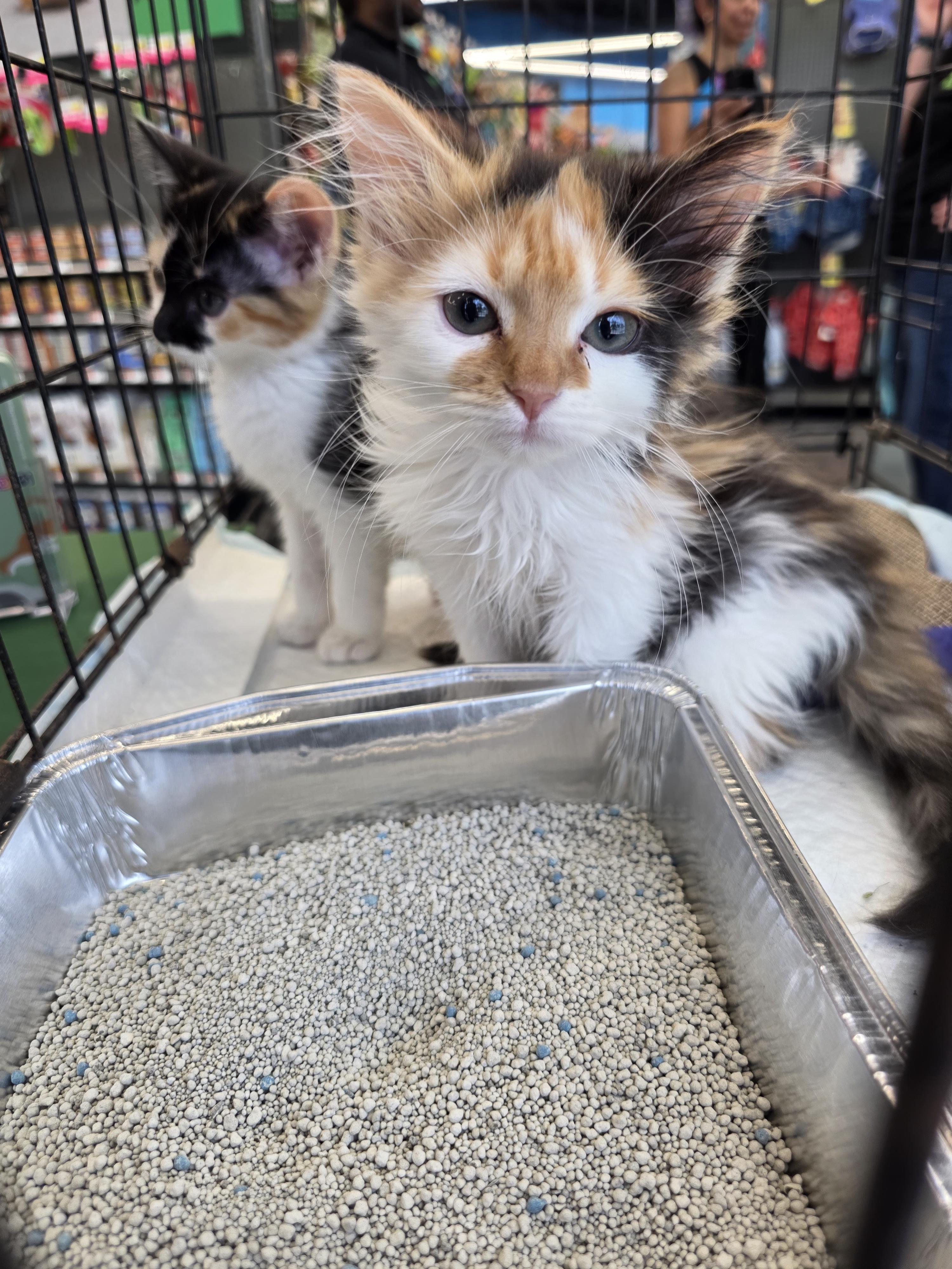 Lizzy, an adopted Domestic Medium Hair in Maitland, FL image 2/3