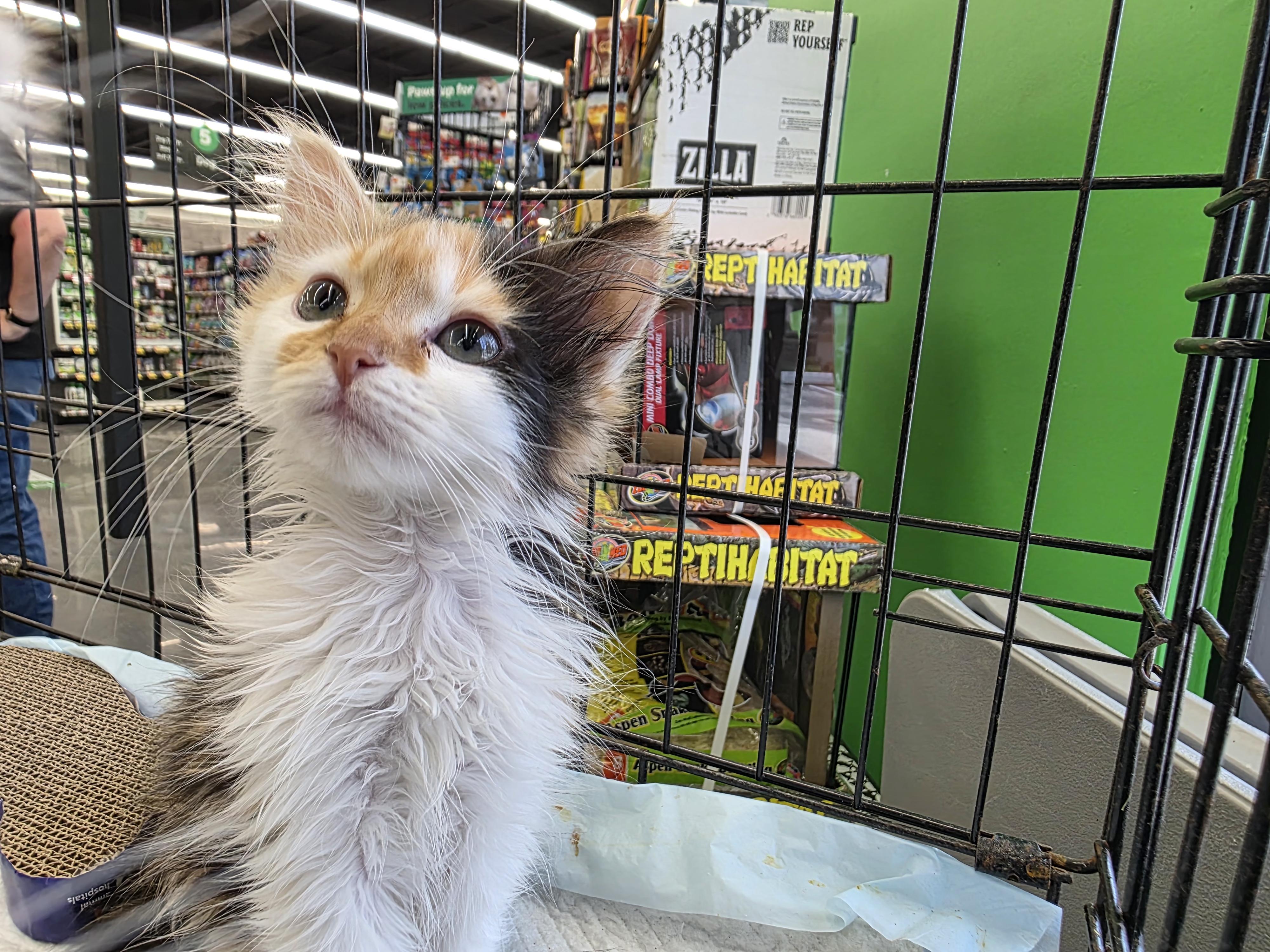 Lizzy, adopted, Kitten Female Domestic Medium Hair.