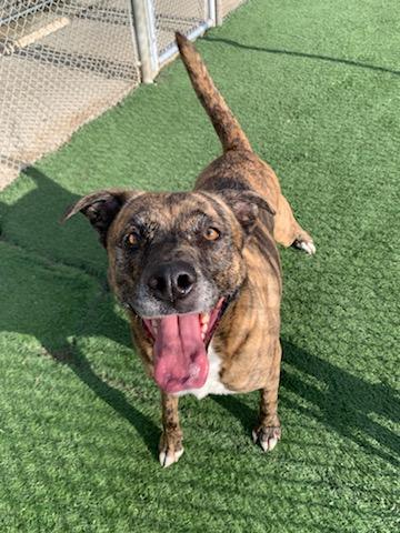 Courtesy Listing- Bonnie, a Adoptable mixed breed in Carthage, NC image 1/2