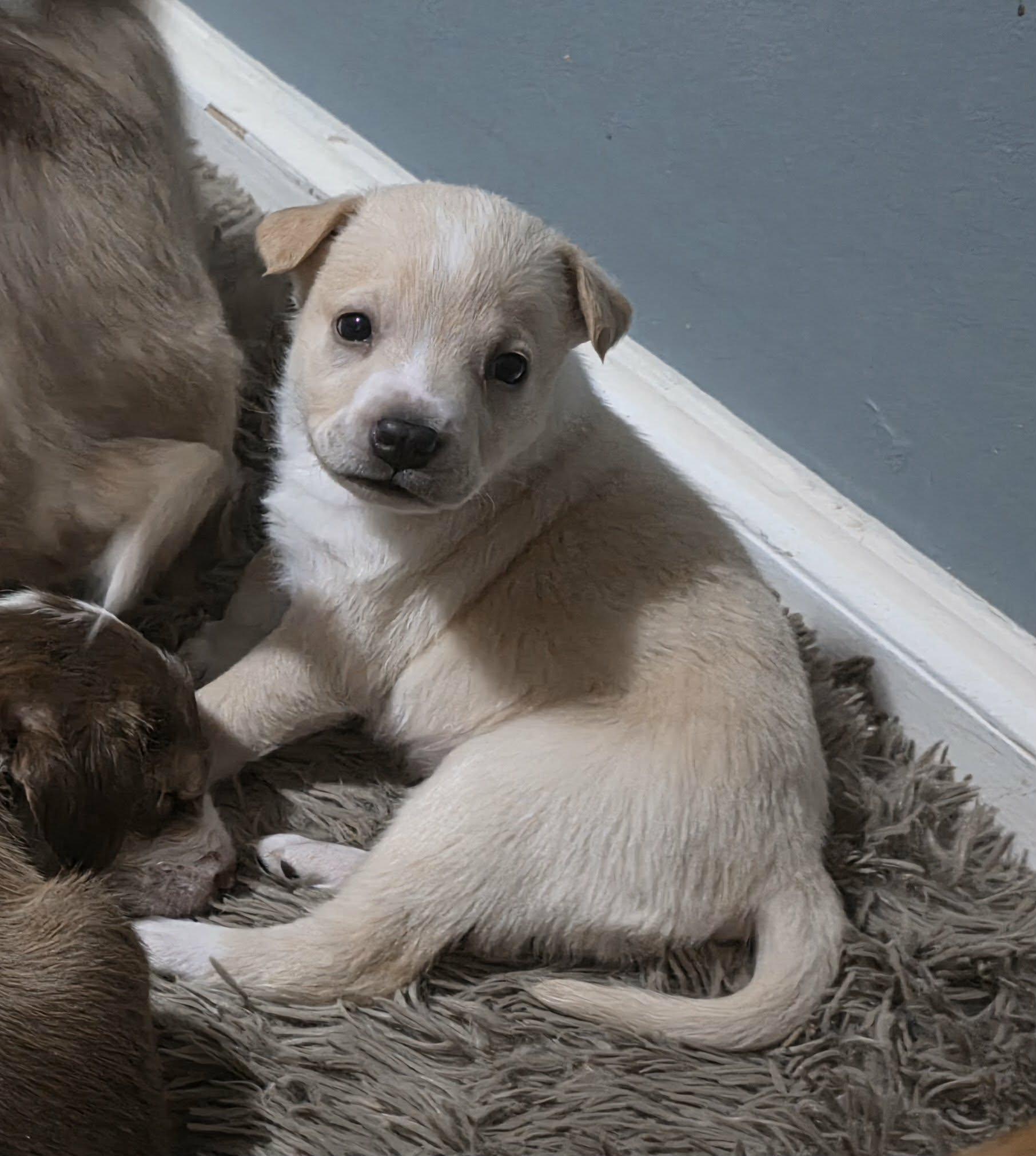 Fig, a ADOPTABLE mixed breed in Lexington, NC image 3/4