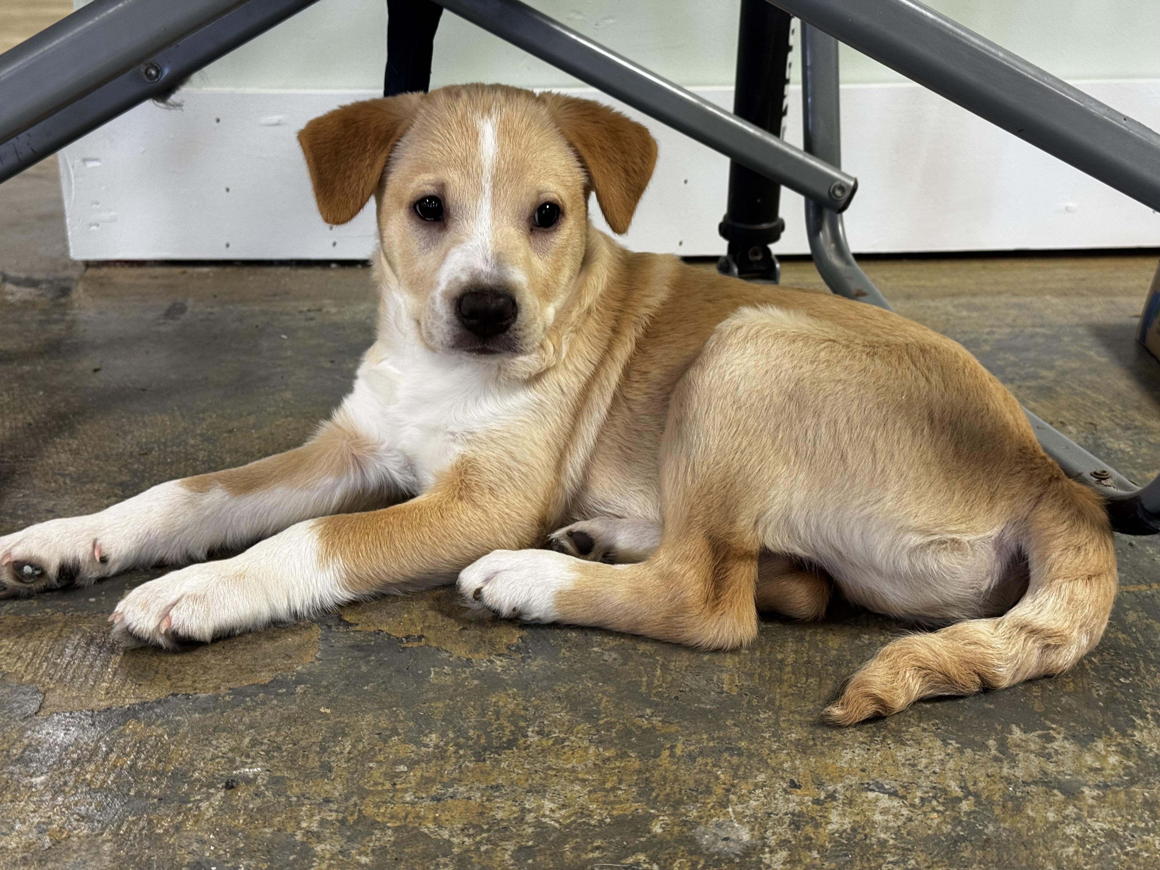 Enlarge Fig, a ADOPTABLE mixed breed in Lexington, NC image 5/6