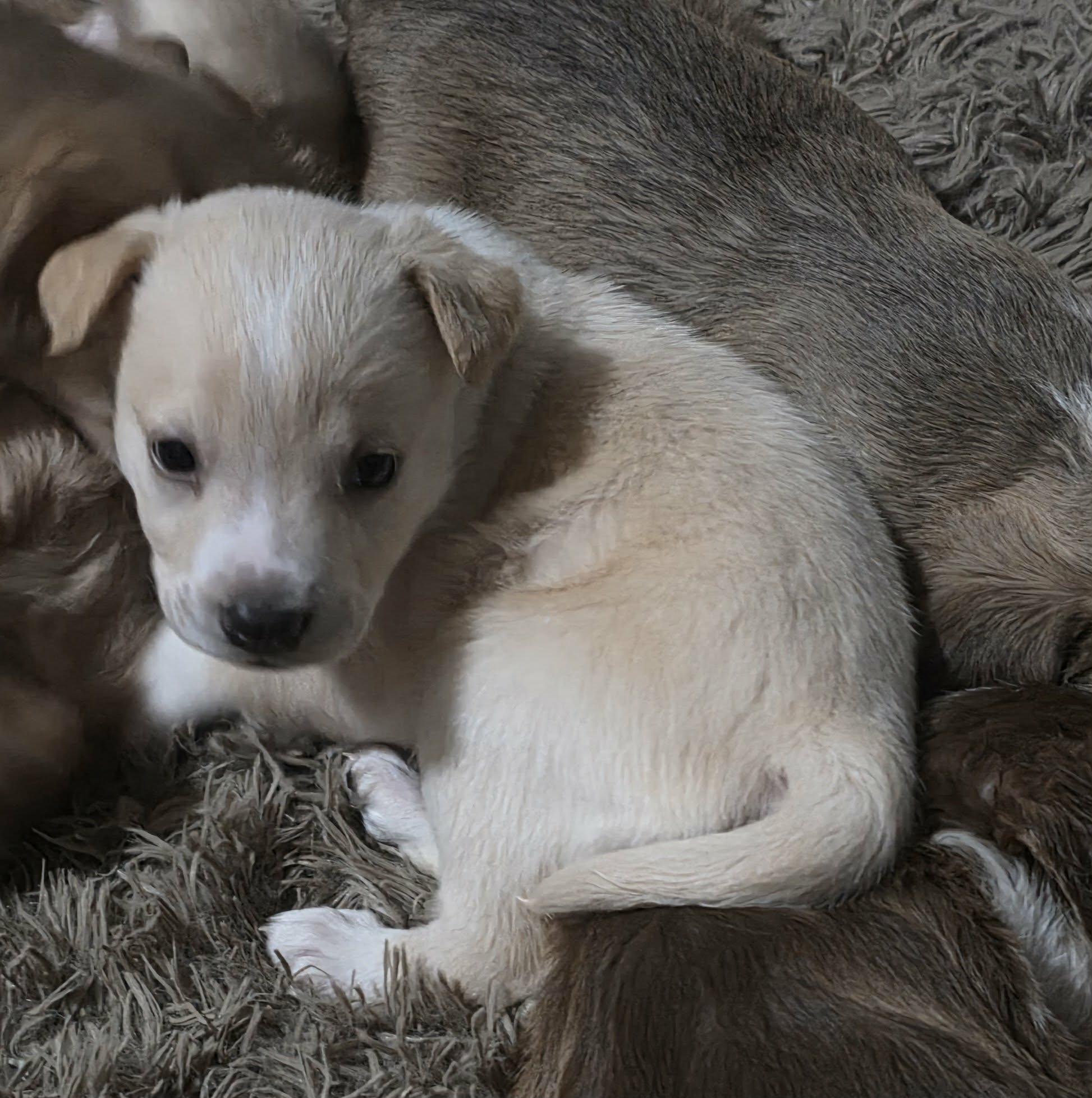 Fig, a ADOPTABLE mixed breed in Lexington, NC image 2/4