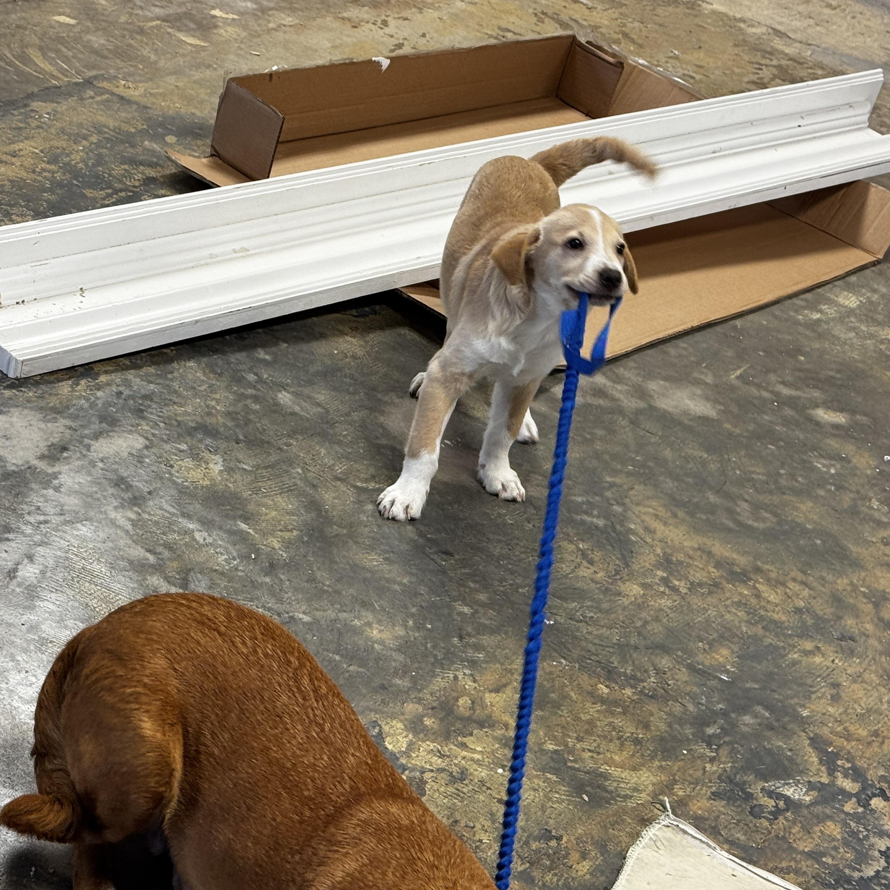 Enlarge Fig, a ADOPTABLE mixed breed in Lexington, NC image 4/6