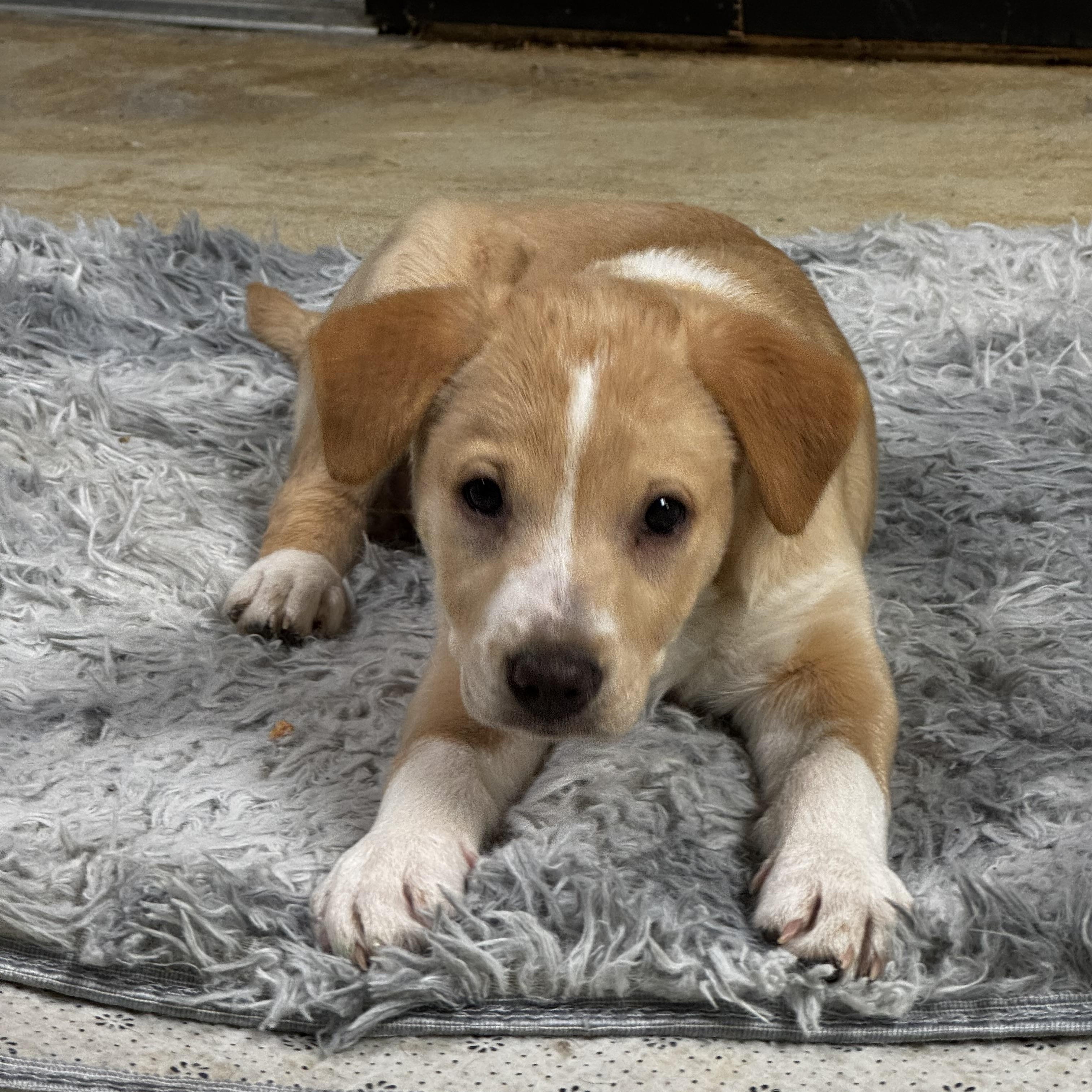 Enlarge Fig, a ADOPTABLE mixed breed in Lexington, NC image 3/6