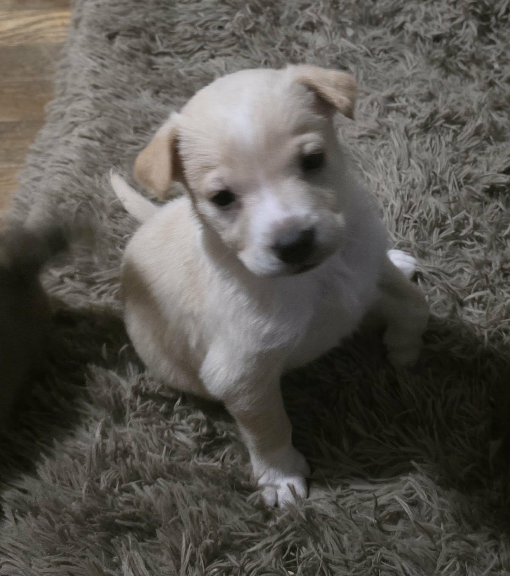 Fig, a ADOPTABLE mixed breed in Lexington, NC image 1/4