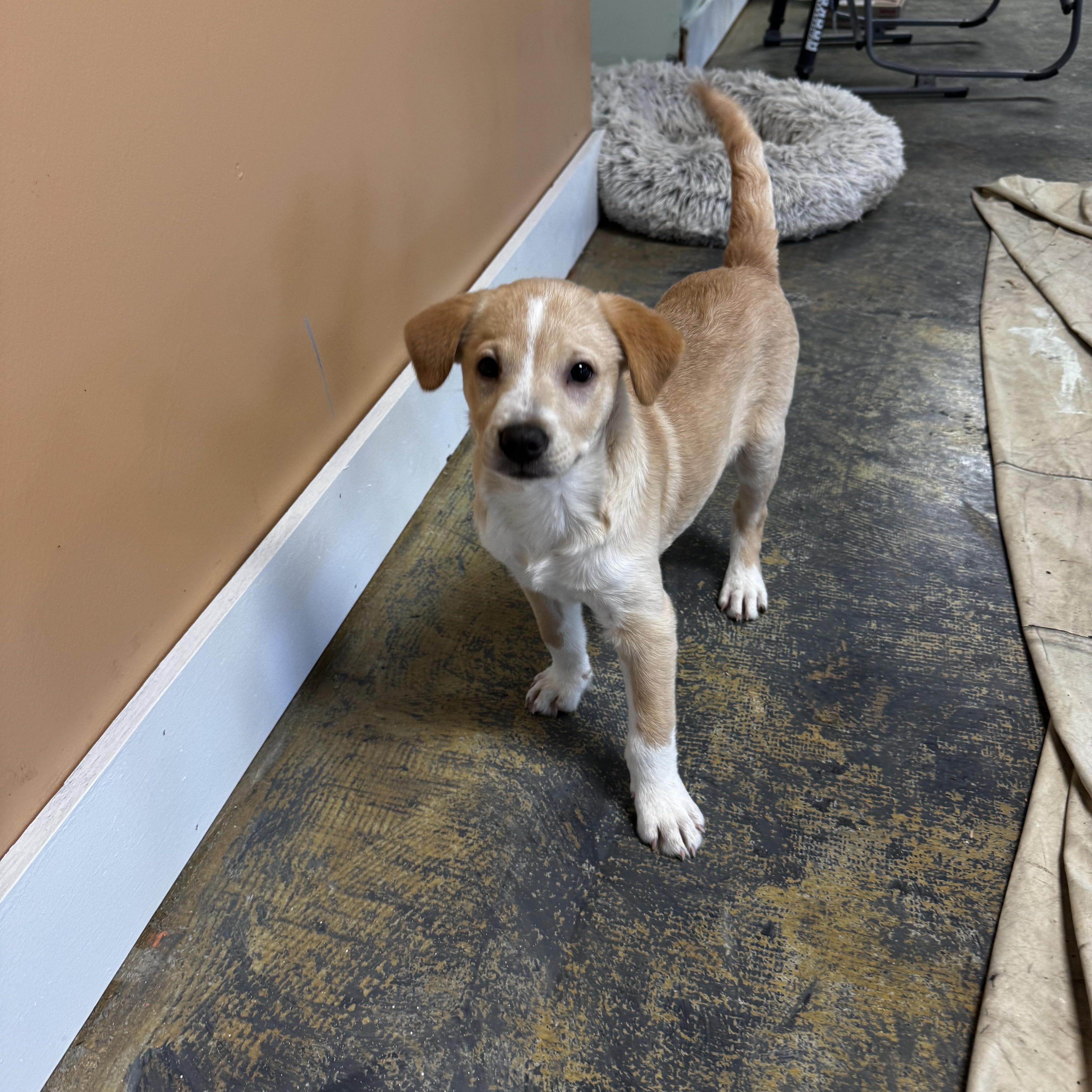 Enlarge Fig, a ADOPTABLE mixed breed in Lexington, NC image 6/6