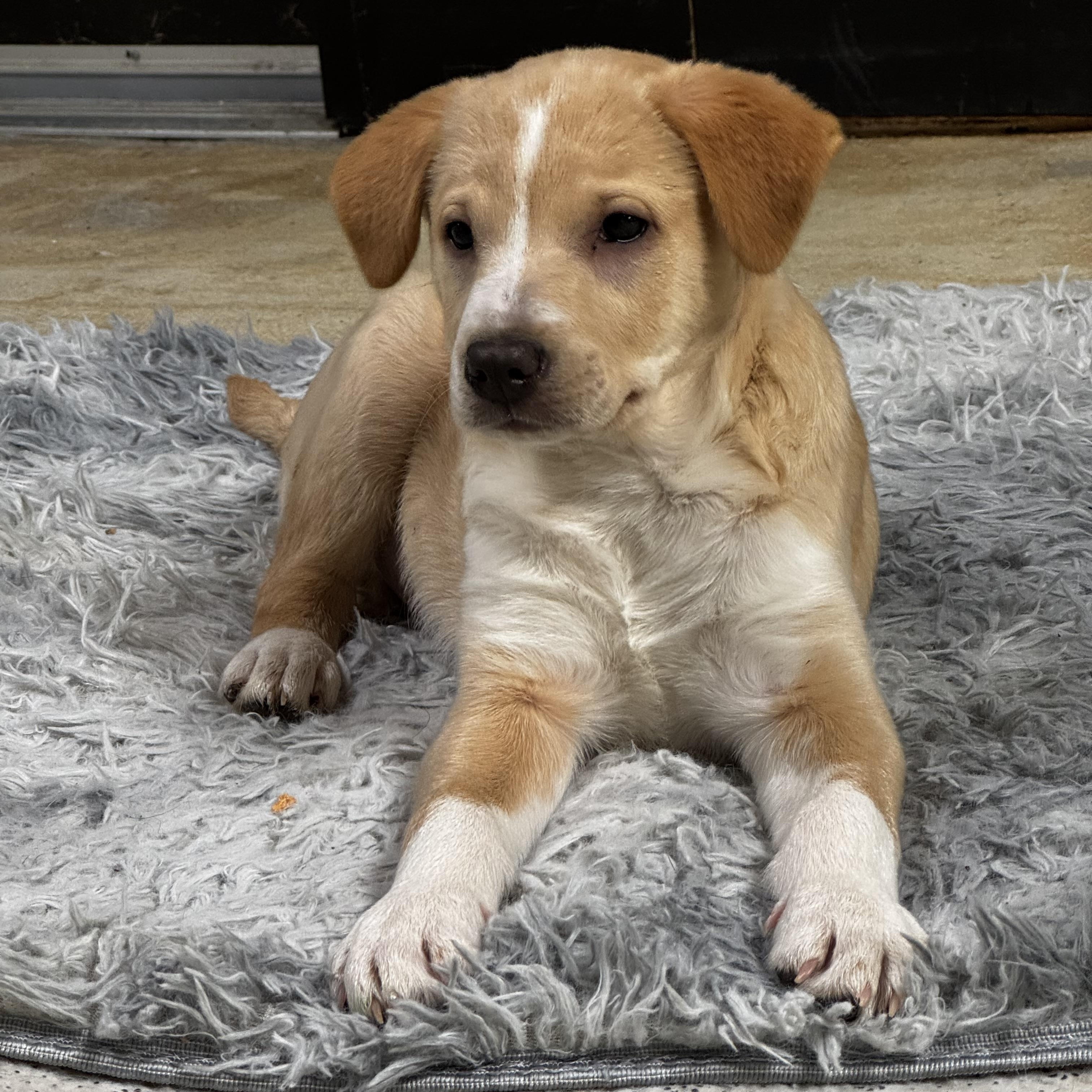 Fig, ADOPTABLE, Puppy Male Beagle & Chihuahua.