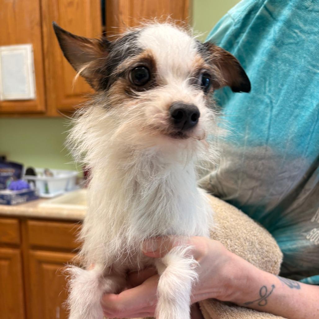 Enlarge Marshall, a Adoptable mixed breed in Warren, PA image 1/1