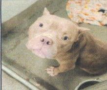 Enlarge Kia, a Adoptable Mixed Breed in Hartselle, AL image 1/1