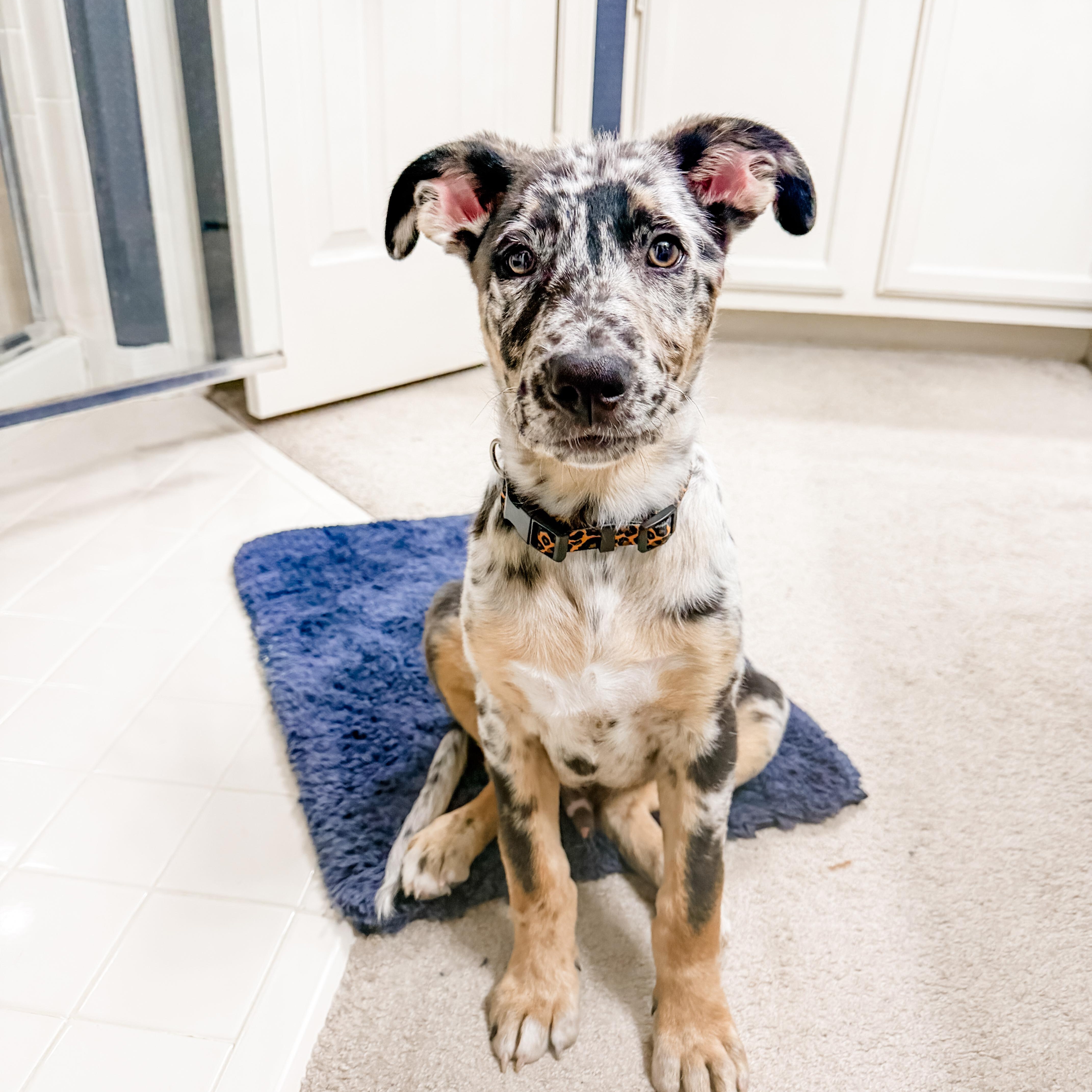 Wally, an adopted mixed breed in Des Moines, WA image 2/6