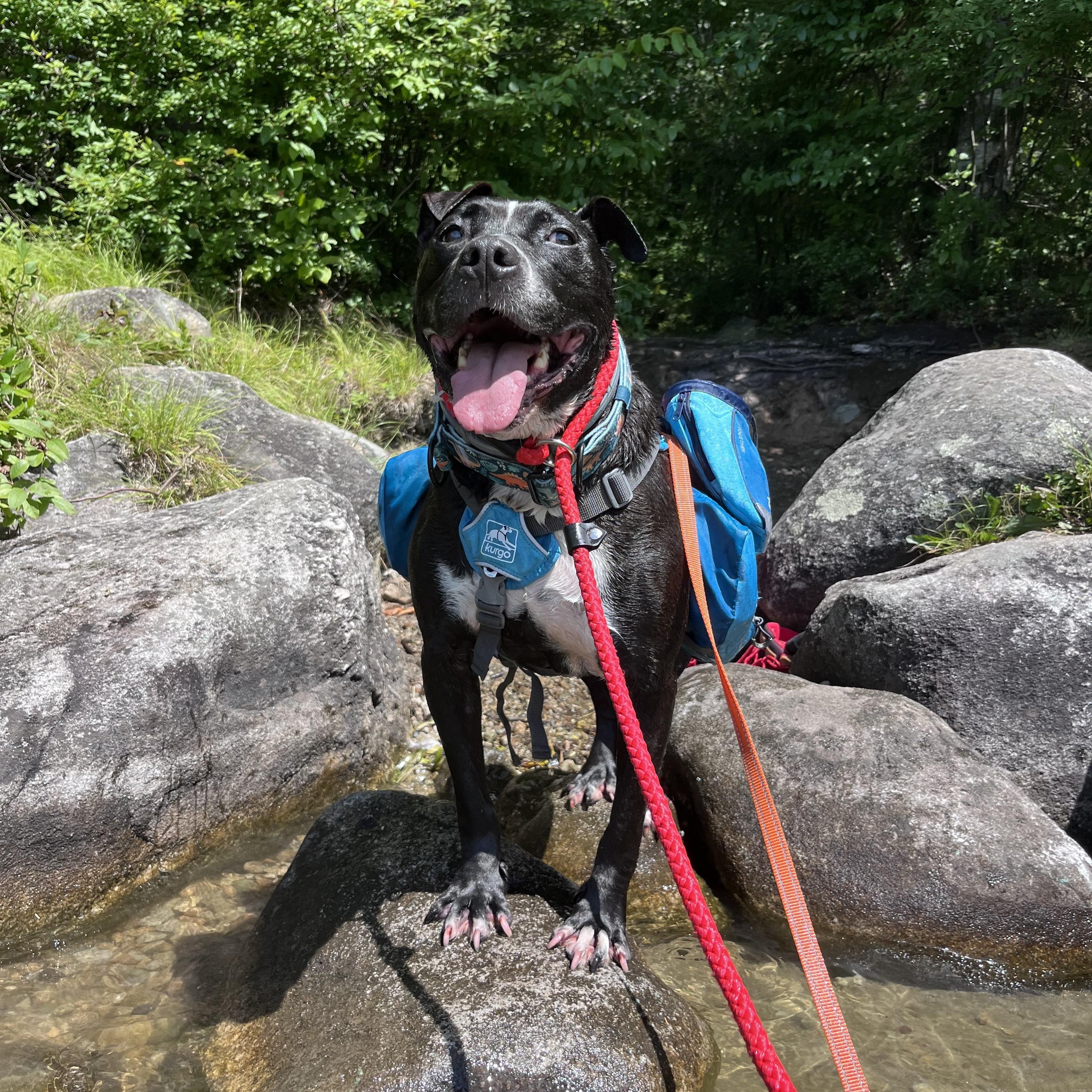 Machomans (FEE SPONSORED), a Adoptable mixed breed in Portland, ME image 2/6