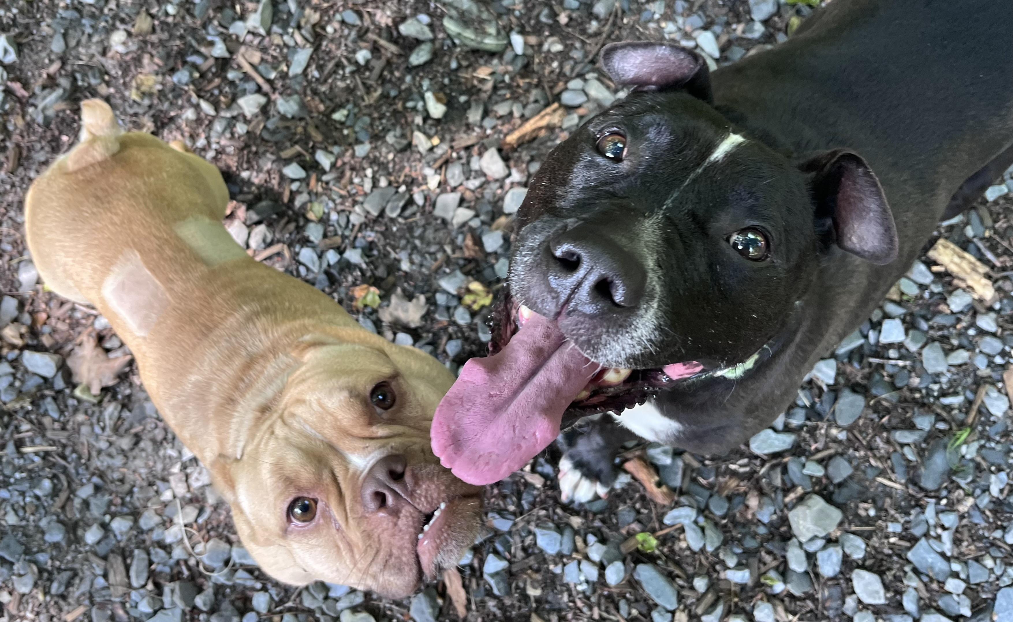 Machomans (FEE SPONSORED), a Adoptable mixed breed in Portland, ME image 5/6