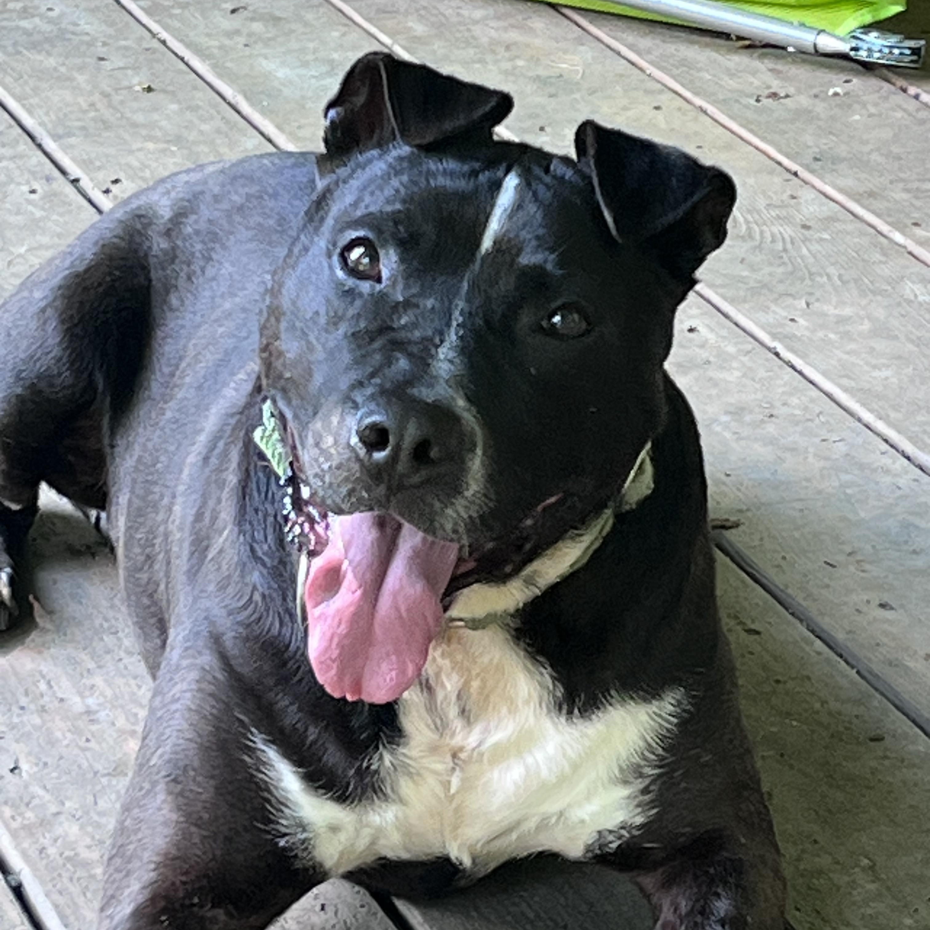 Machomans (FEE SPONSORED), a Adoptable mixed breed in Portland, ME image 4/6