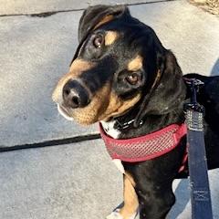 Lewis, a Adoptable mixed breed in Prior Lake, MN image 4/6