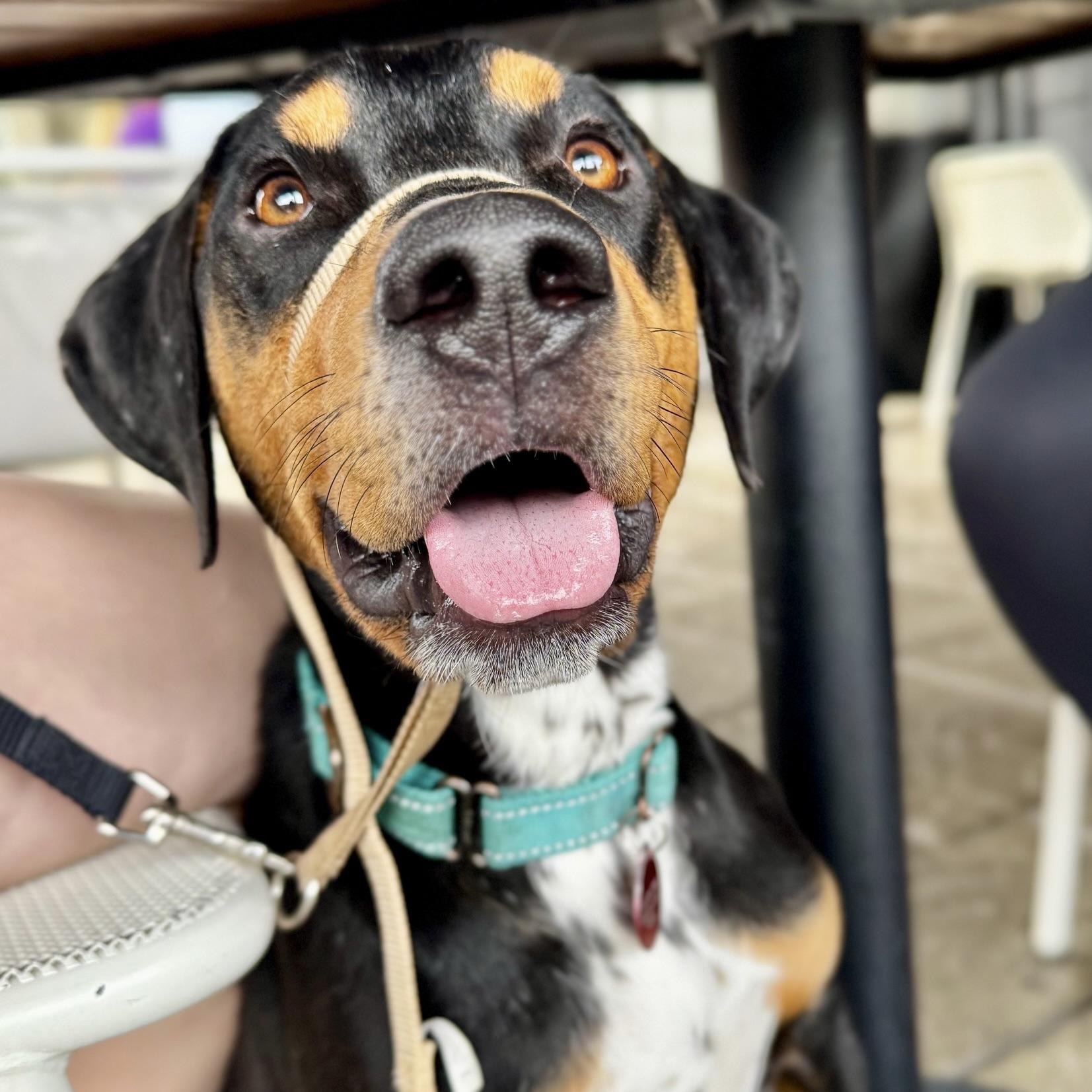 Lewis, a Adoptable mixed breed in Prior Lake, MN image 3/6