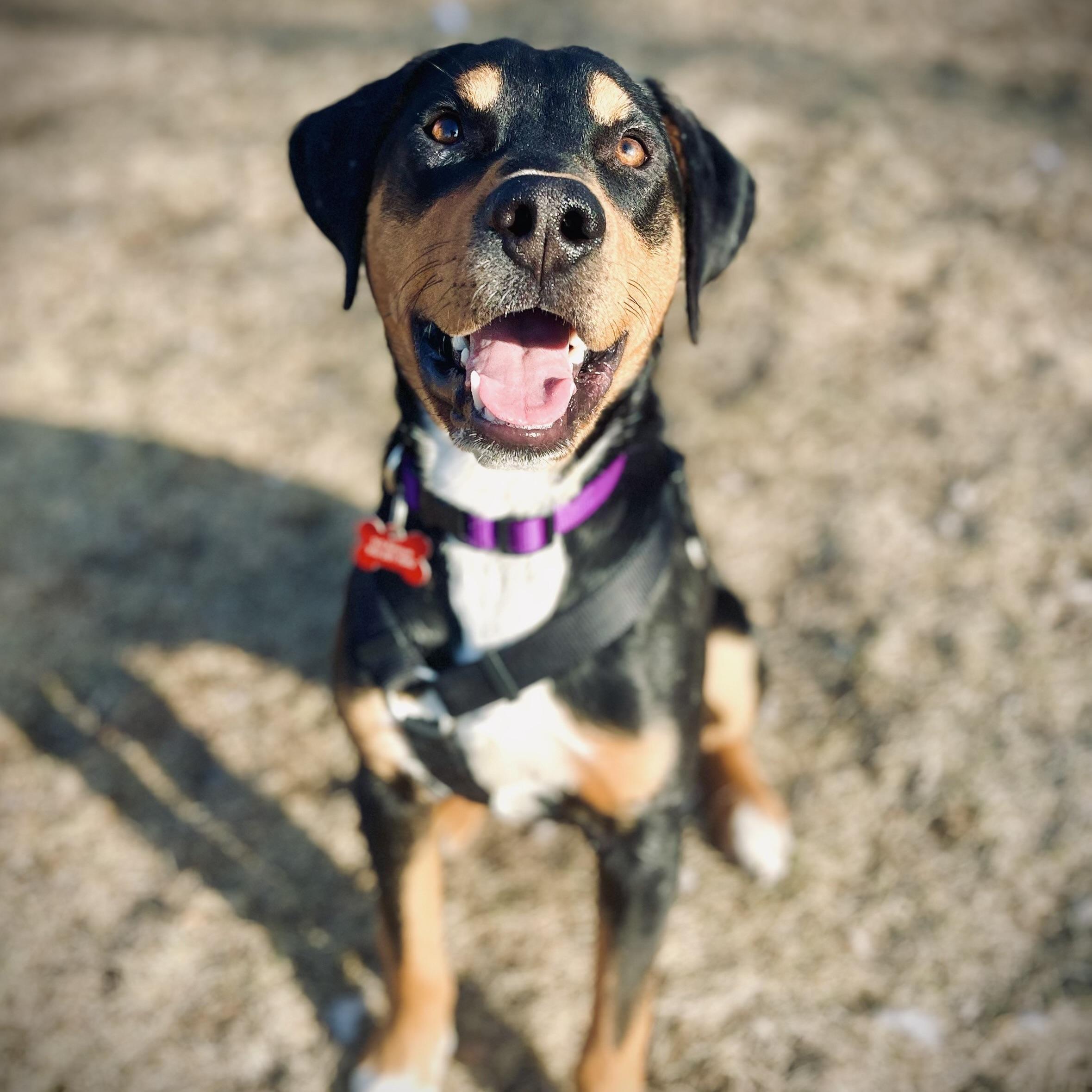 Lewis, a Adoptable mixed breed in Prior Lake, MN image 1/6