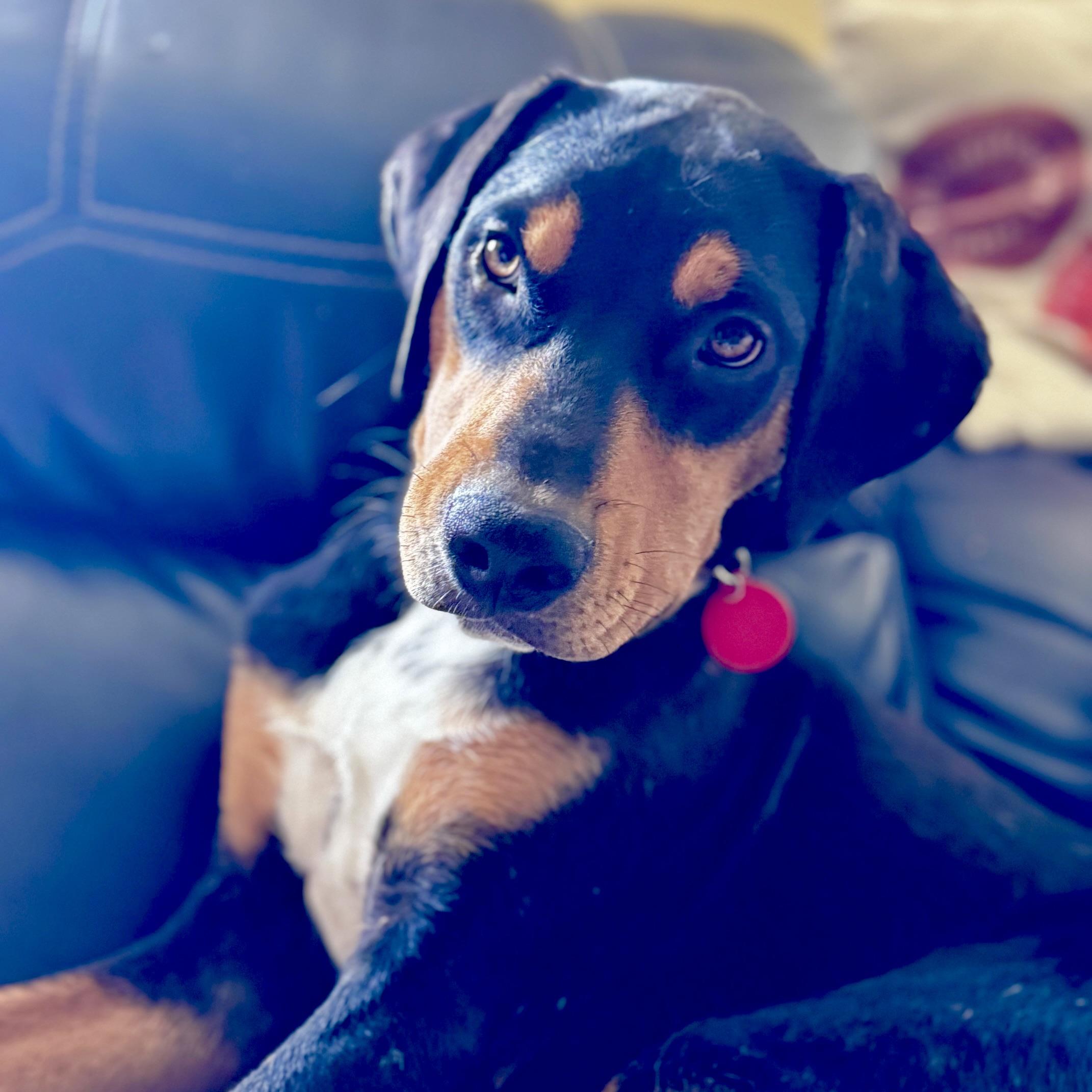 Lewis, a Adoptable mixed breed in Prior Lake, MN image 6/6