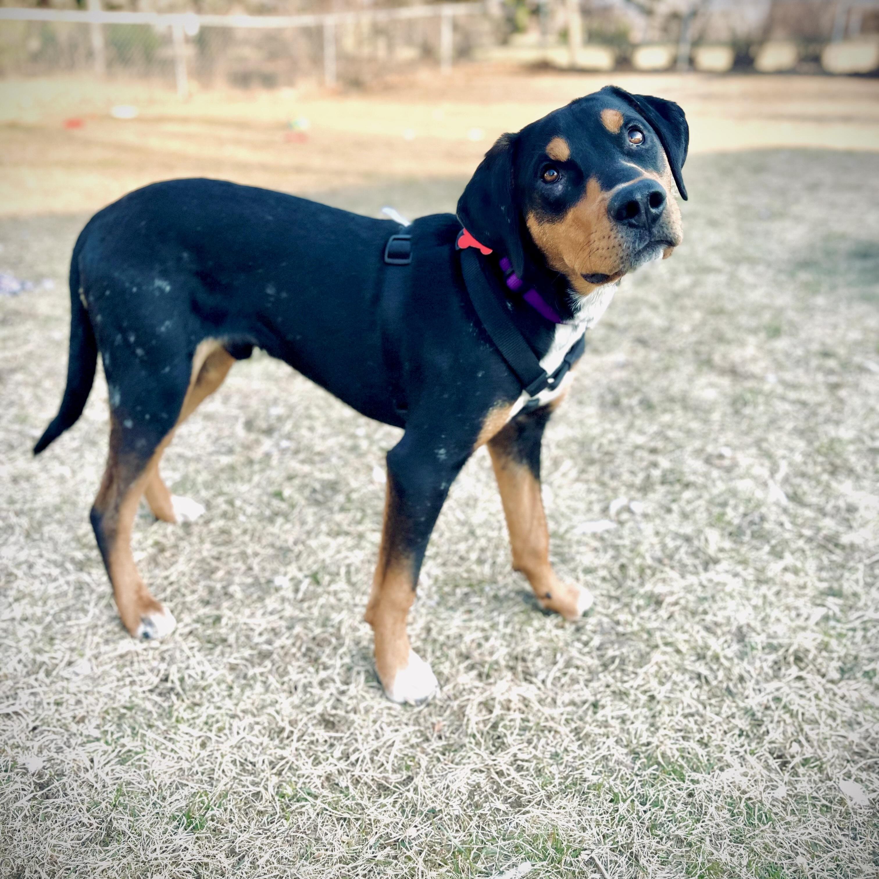 Lewis, a Adoptable mixed breed in Prior Lake, MN image 5/6