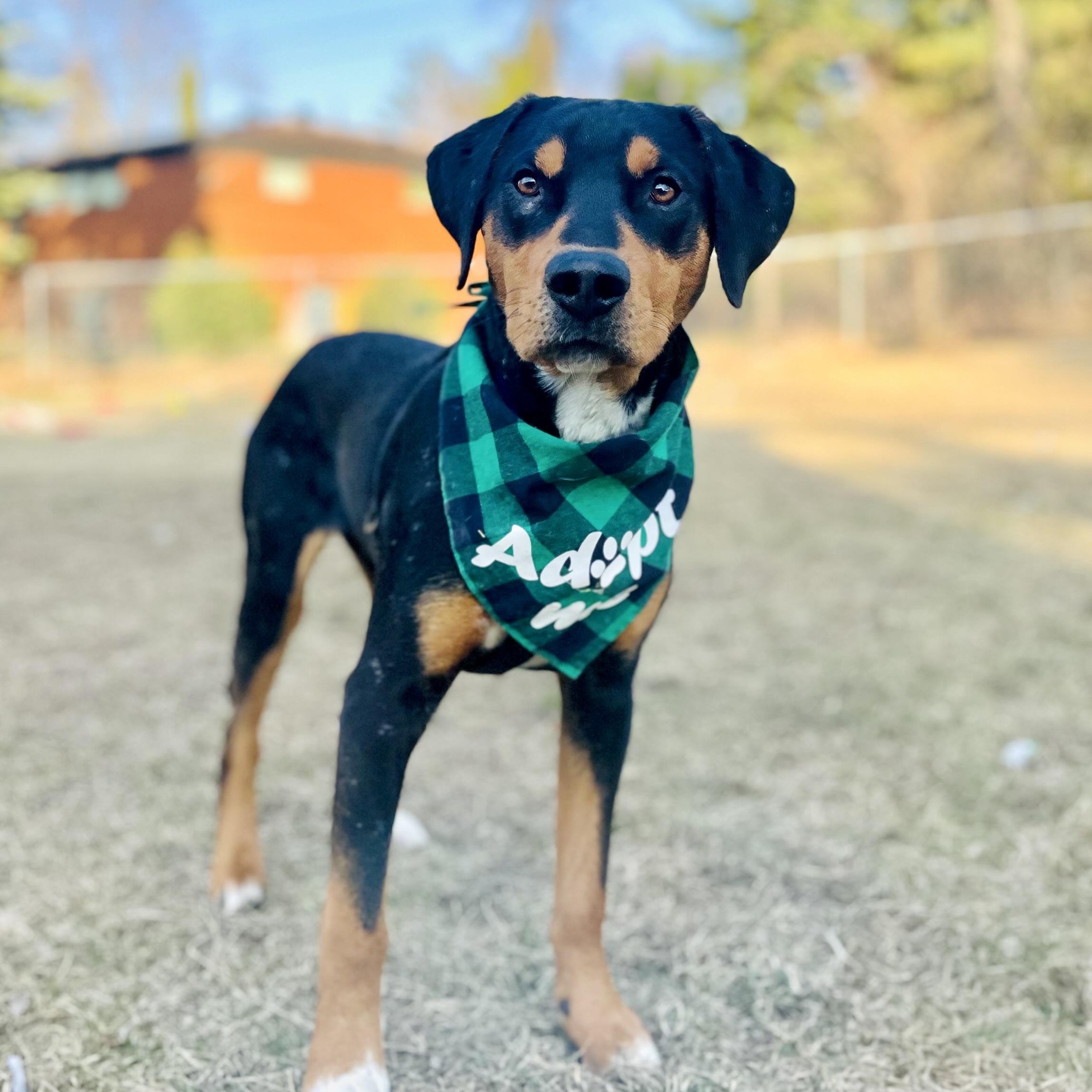 Lewis, a Adoptable mixed breed in Prior Lake, MN image 2/6
