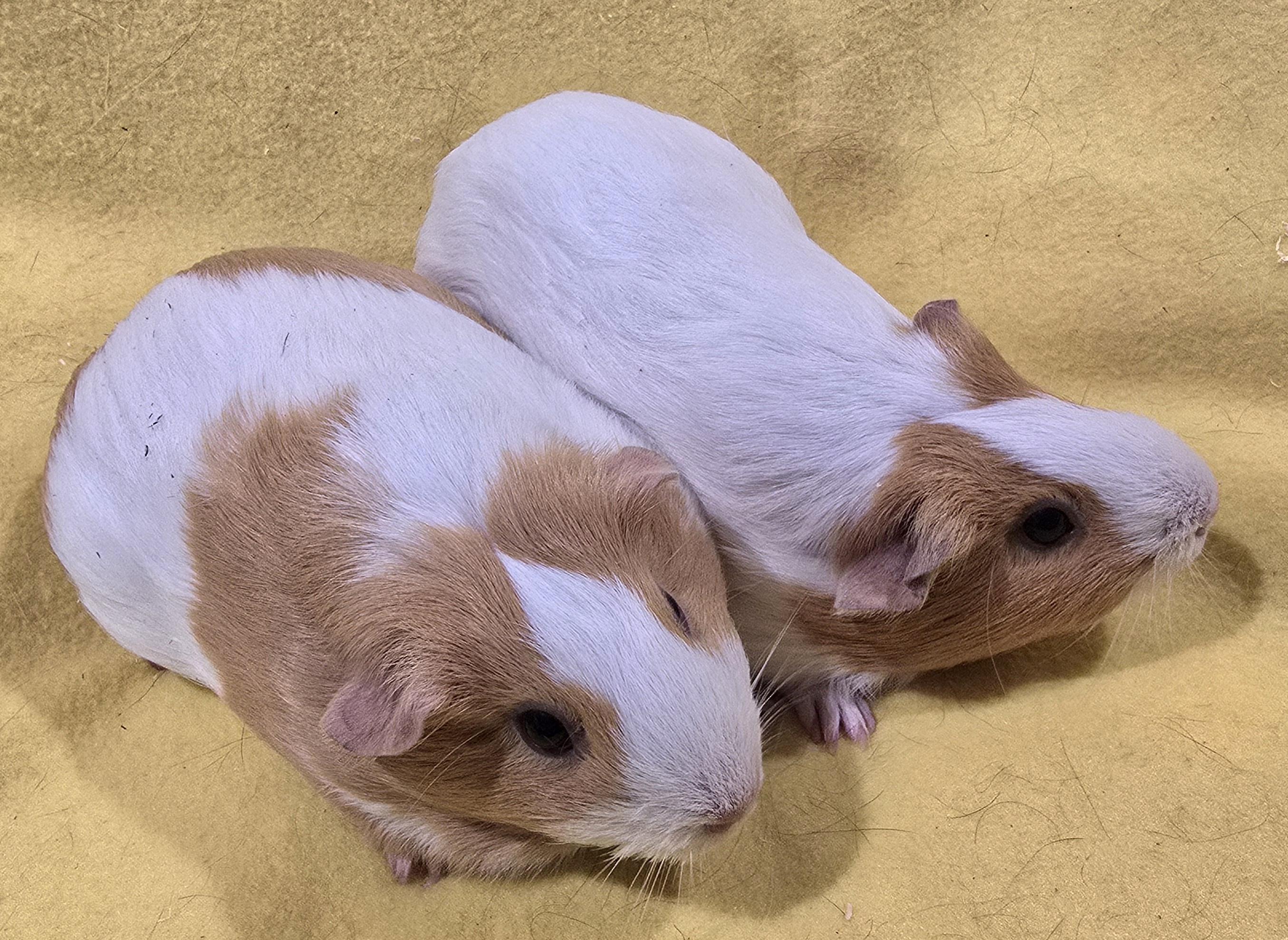 Enlarge Willow and Elsie, an adopted Guinea Pig in New Kensington, PA image 3/4