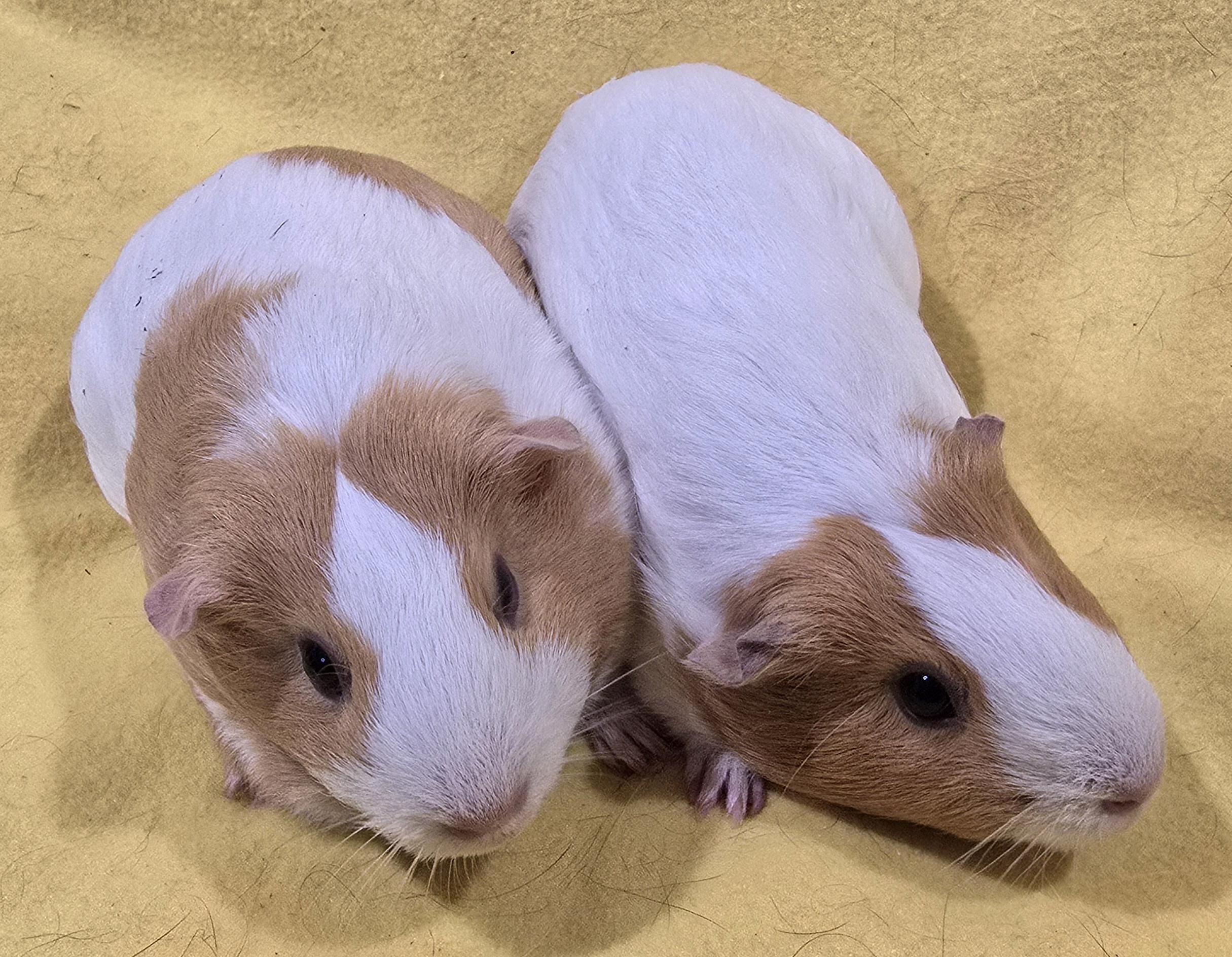 Enlarge Willow and Elsie, an adopted Guinea Pig in New Kensington, PA image 4/4