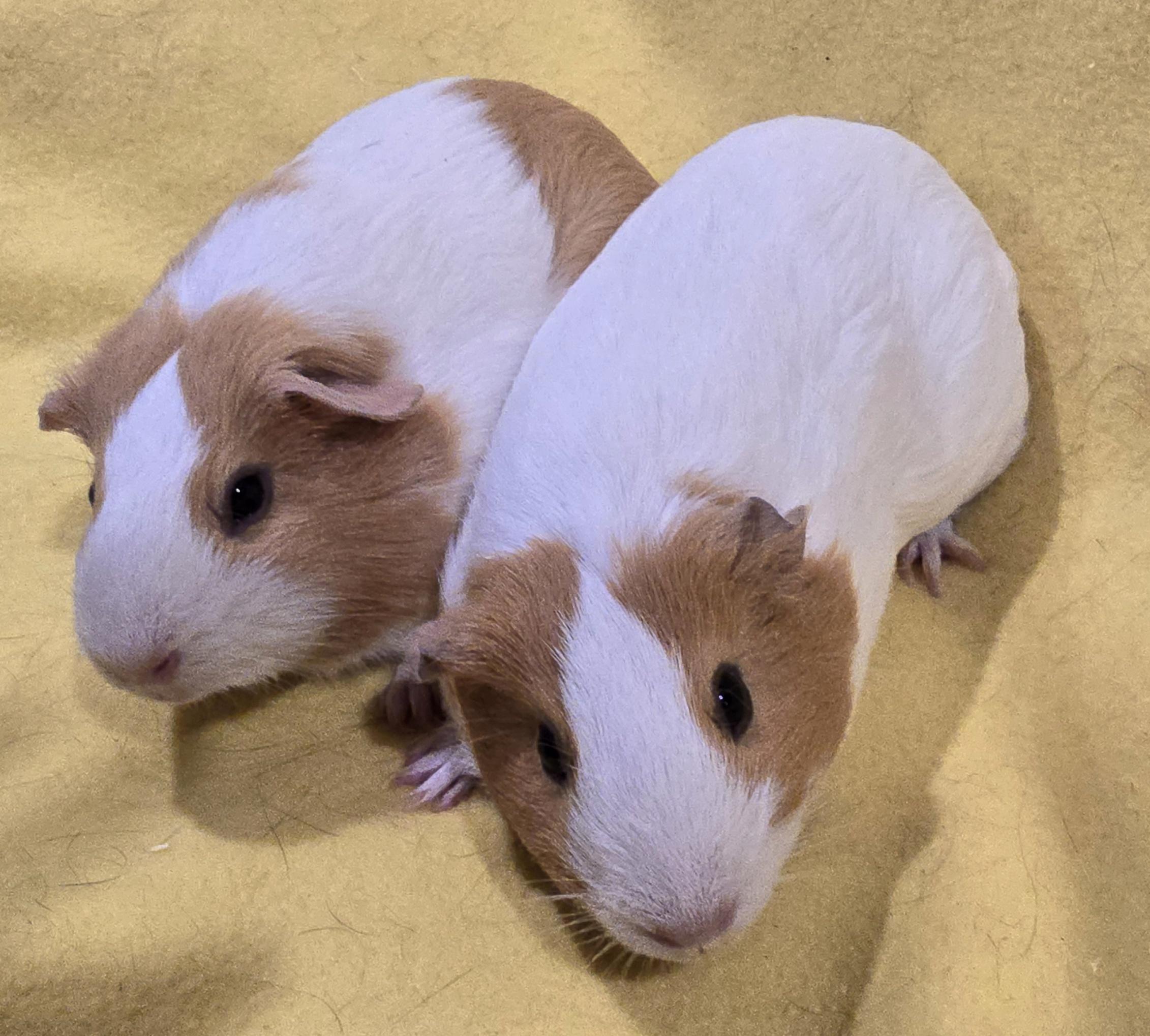 Willow and Elsie, adopted, Young Female Guinea Pig.