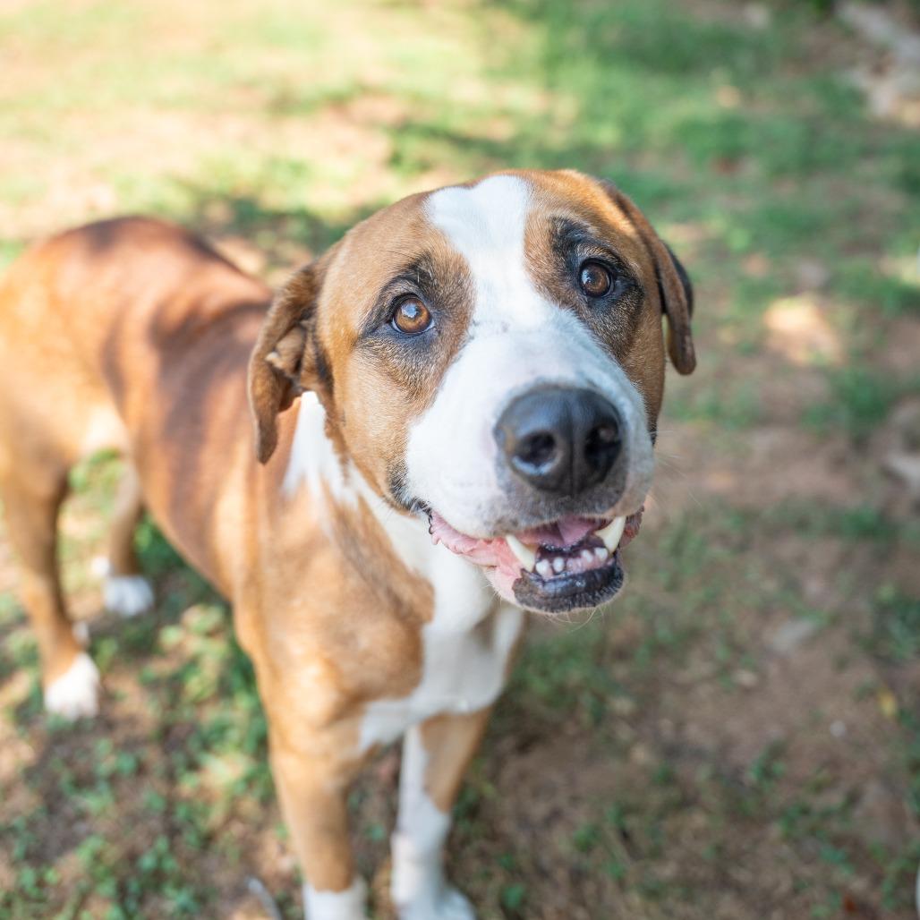 Enlarge Dee Dee, a Adoptable mixed breed in Gainesville, GA image 1/4