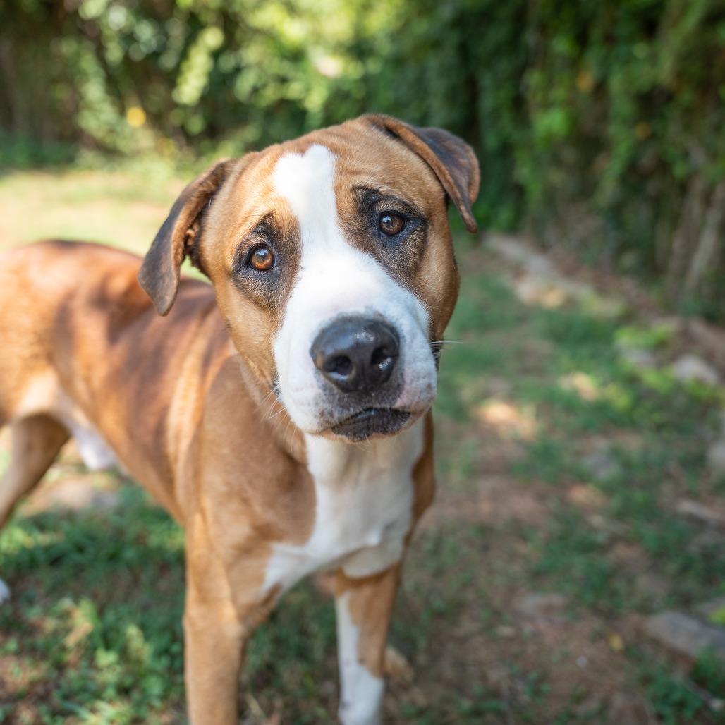Enlarge Dee Dee, a Adoptable mixed breed in Gainesville, GA image 2/4